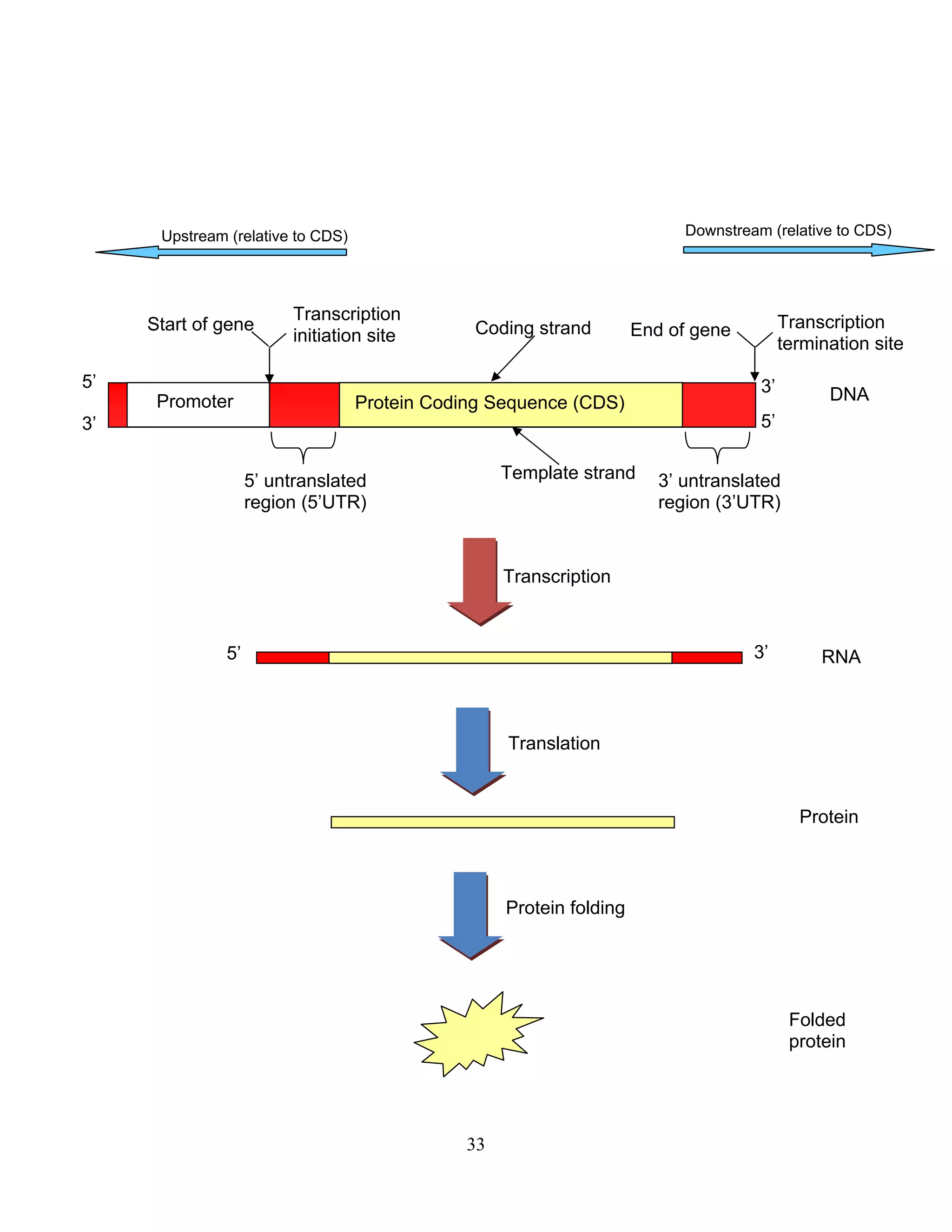 Downstream (relative to CDS)
33
Transcription
5’
5’
3’
3’
Coding strand
Promoter
Template strand
Transcription
initiation site
Transcription
termination site
Protein Coding Sequence (CDS)
Upstream (relative to CDS)
DNA
5’ untranslated
region (5’UTR)
3’ untranslated
region (3’UTR)
RNA
Translation
Protein
Protein folding
Folded
protein
Start of gene End of gene
5’ 3’
 