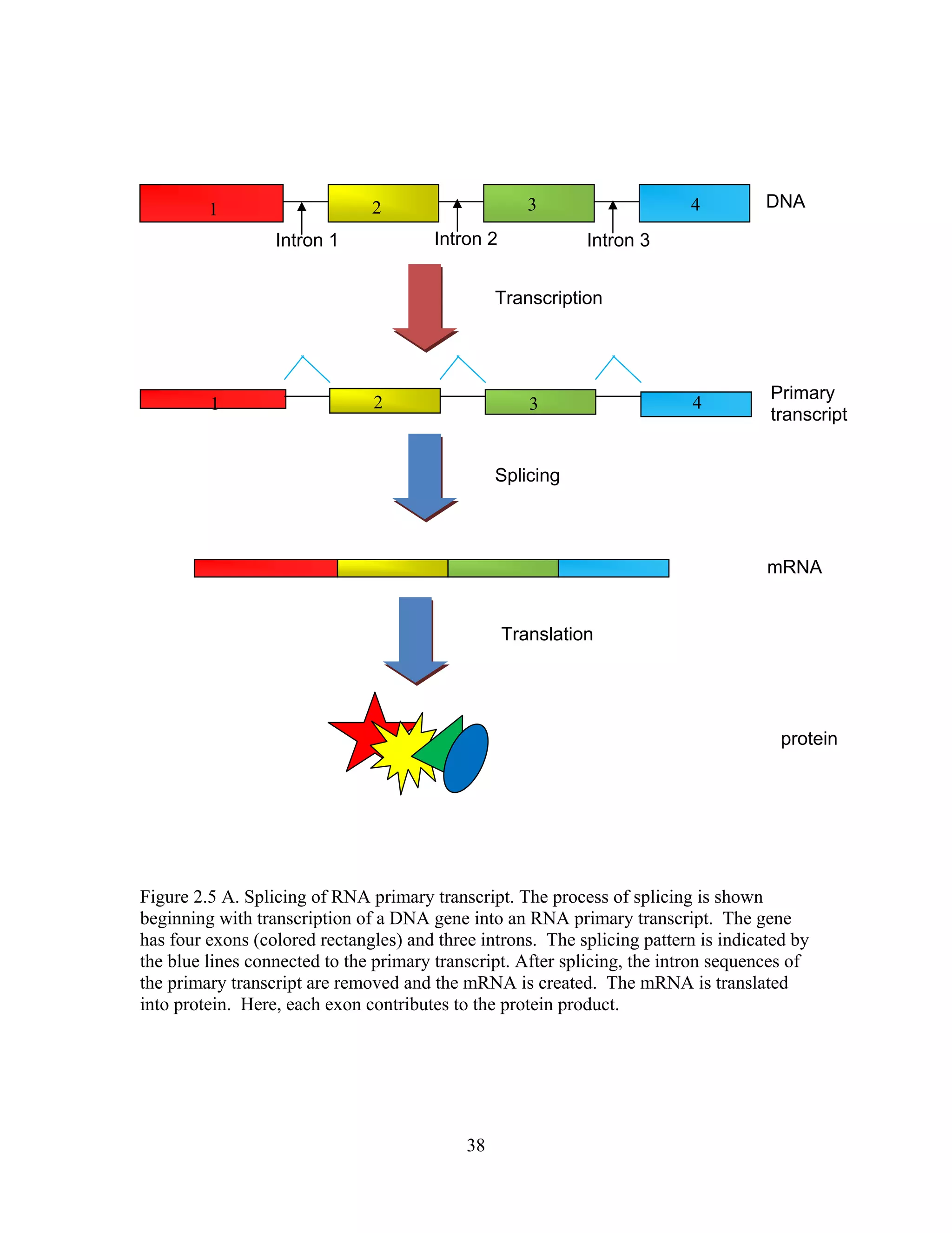 1 2 3 4
Transcription
1 2 3 4
DNA
Primary
transcript
Splicing
mRNA
Translation
protein
Intron 1 Intron 2 Intron 3
Figure 2.5 A. Splicing of RNA primary transcript. The process of splicing is shown
beginning with transcription of a DNA gene into an RNA primary transcript. The gene
has four exons (colored rectangles) and three introns. The splicing pattern is indicated by
the blue lines connected to the primary transcript. After splicing, the intron sequences of
the primary transcript are removed and the mRNA is created. The mRNA is translated
into protein. Here, each exon contributes to the protein product.
38
 