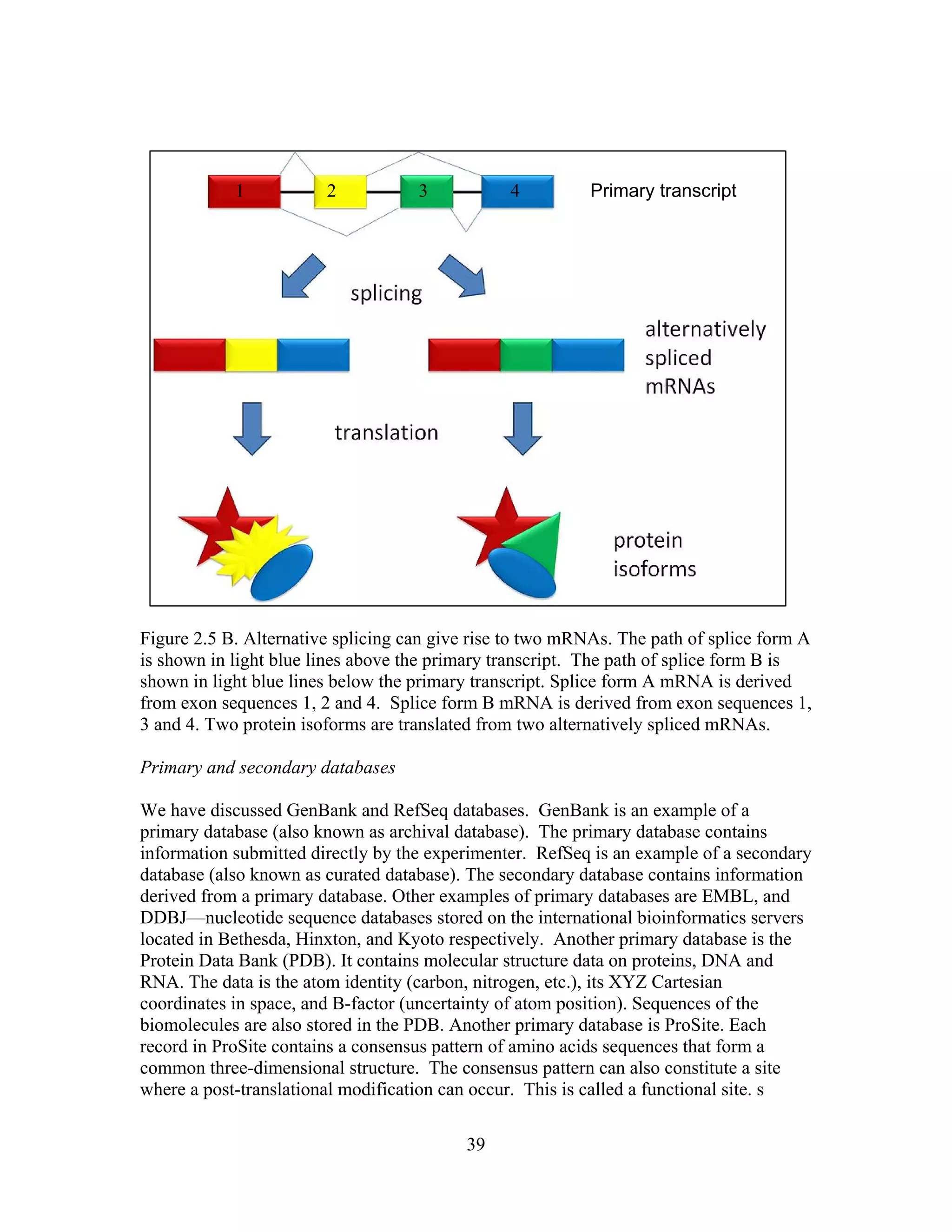 Primary transcript1 2 3 4
Figure 2.5 B. Alternative splicing can give rise to two mRNAs. The path of splice form A
is shown in light blue lines above the primary transcript. The path of splice form B is
shown in light blue lines below the primary transcript. Splice form A mRNA is derived
from exon sequences 1, 2 and 4. Splice form B mRNA is derived from exon sequences 1,
3 and 4. Two protein isoforms are translated from two alternatively spliced mRNAs.
Primary and secondary databases
We have discussed GenBank and RefSeq databases. GenBank is an example of a
primary database (also known as archival database). The primary database contains
information submitted directly by the experimenter. RefSeq is an example of a secondary
database (also known as curated database). The secondary database contains information
derived from a primary database. Other examples of primary databases are EMBL, and
DDBJ—nucleotide sequence databases stored on the international bioinformatics servers
located in Bethesda, Hinxton, and Kyoto respectively. Another primary database is the
Protein Data Bank (PDB). It contains molecular structure data on proteins, DNA and
RNA. The data is the atom identity (carbon, nitrogen, etc.), its XYZ Cartesian
coordinates in space, and B-factor (uncertainty of atom position). Sequences of the
biomolecules are also stored in the PDB. Another primary database is ProSite. Each
record in ProSite contains a consensus pattern of amino acids sequences that form a
common three-dimensional structure. The consensus pattern can also constitute a site
where a post-translational modification can occur. This is called a functional site. s
39
 