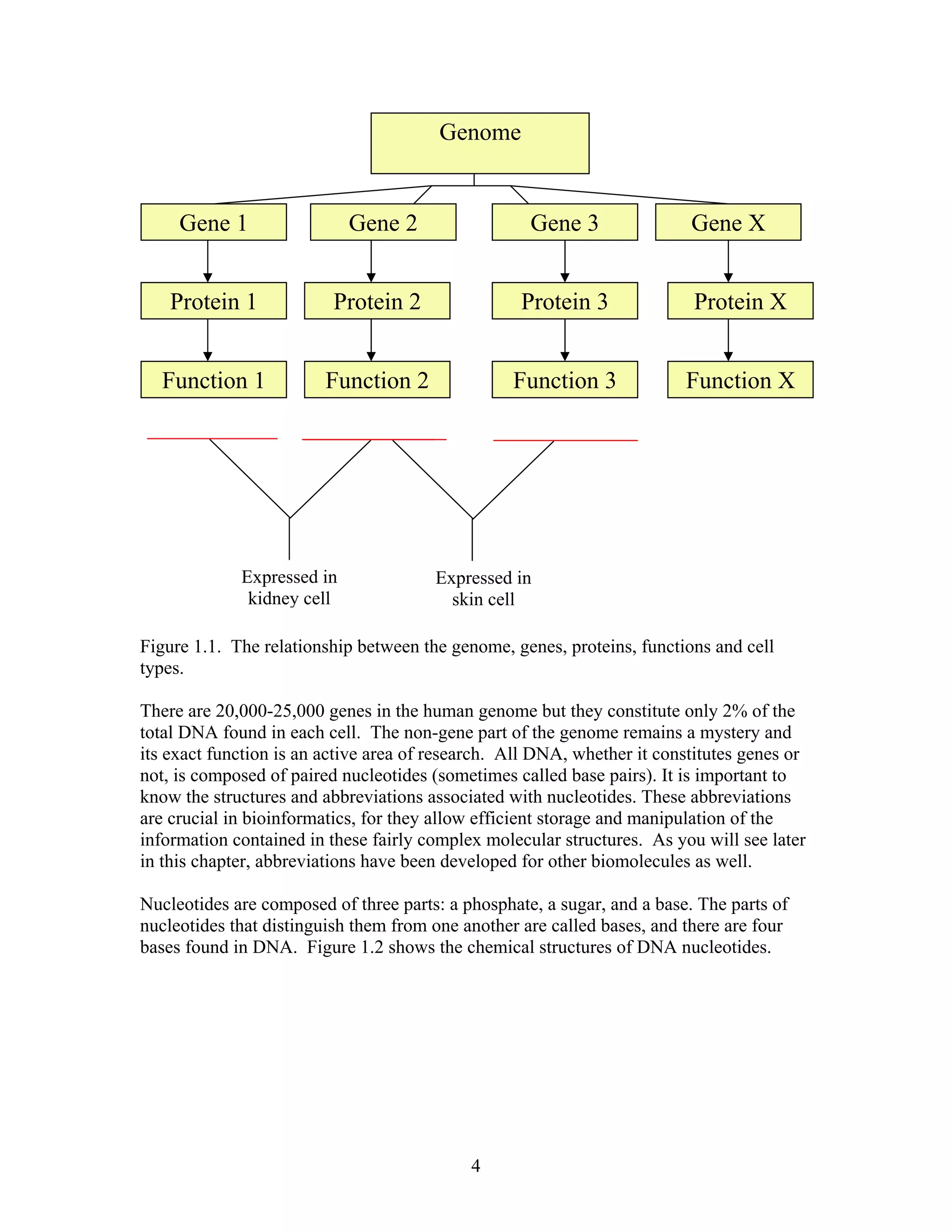 Gene 1 Gene 3Gene 2
Protein 1 Protein 2 Protein 3
Function XFunction 3Function 2Function 1
Protein X
Gene X
Genome
Expressed in
kidney cell
Expressed in
skin cell
Figure 1.1. The relationship between the genome, genes, proteins, functions and cell
types.
There are 20,000-25,000 genes in the human genome but they constitute only 2% of the
total DNA found in each cell. The non-gene part of the genome remains a mystery and
its exact function is an active area of research. All DNA, whether it constitutes genes or
not, is composed of paired nucleotides (sometimes called base pairs). It is important to
know the structures and abbreviations associated with nucleotides. These abbreviations
are crucial in bioinformatics, for they allow efficient storage and manipulation of the
information contained in these fairly complex molecular structures. As you will see later
in this chapter, abbreviations have been developed for other biomolecules as well.
Nucleotides are composed of three parts: a phosphate, a sugar, and a base. The parts of
nucleotides that distinguish them from one another are called bases, and there are four
bases found in DNA. Figure 1.2 shows the chemical structures of DNA nucleotides.
4
 