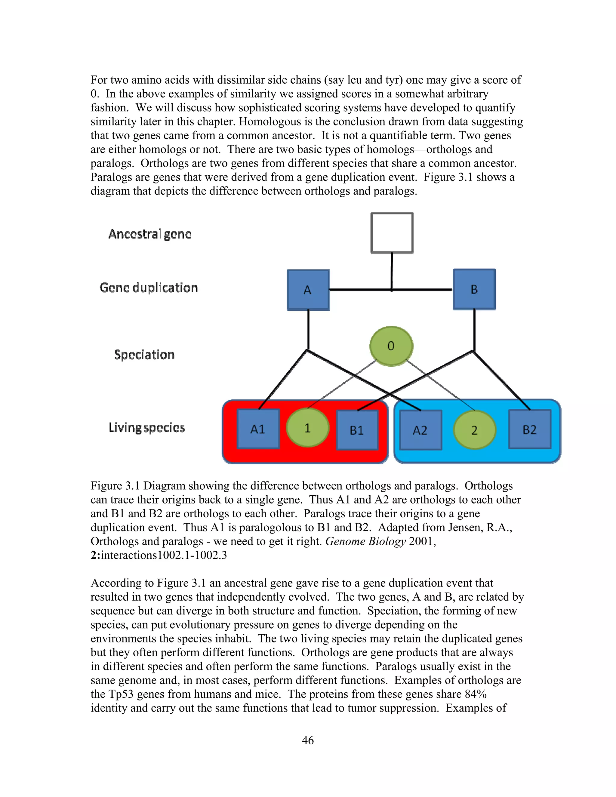 For two amino acids with dissimilar side chains (say leu and tyr) one may give a score of
0. In the above examples of similarity we assigned scores in a somewhat arbitrary
fashion. We will discuss how sophisticated scoring systems have developed to quantify
similarity later in this chapter. Homologous is the conclusion drawn from data suggesting
that two genes came from a common ancestor. It is not a quantifiable term. Two genes
are either homologs or not. There are two basic types of homologs—orthologs and
paralogs. Orthologs are two genes from different species that share a common ancestor.
Paralogs are genes that were derived from a gene duplication event. Figure 3.1 shows a
diagram that depicts the difference between orthologs and paralogs.
Figure 3.1 Diagram showing the difference between orthologs and paralogs. Orthologs
can trace their origins back to a single gene. Thus A1 and A2 are orthologs to each other
and B1 and B2 are orthologs to each other. Paralogs trace their origins to a gene
duplication event. Thus A1 is paralogolous to B1 and B2. Adapted from Jensen, R.A.,
Orthologs and paralogs - we need to get it right. Genome Biology 2001,
2:interactions1002.1-1002.3
According to Figure 3.1 an ancestral gene gave rise to a gene duplication event that
resulted in two genes that independently evolved. The two genes, A and B, are related by
sequence but can diverge in both structure and function. Speciation, the forming of new
species, can put evolutionary pressure on genes to diverge depending on the
environments the species inhabit. The two living species may retain the duplicated genes
but they often perform different functions. Orthologs are gene products that are always
in different species and often perform the same functions. Paralogs usually exist in the
same genome and, in most cases, perform different functions. Examples of orthologs are
the Tp53 genes from humans and mice. The proteins from these genes share 84%
identity and carry out the same functions that lead to tumor suppression. Examples of
46
 