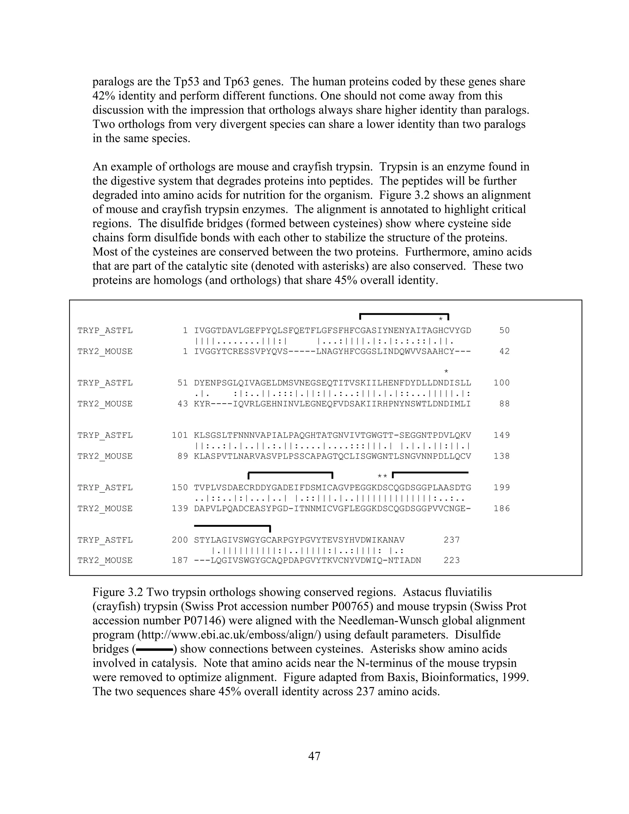 paralogs are the Tp53 and Tp63 genes. The human proteins coded by these genes share
42% identity and perform different functions. One should not come away from this
discussion with the impression that orthologs always share higher identity than paralogs.
Two orthologs from very divergent species can share a lower identity than two paralogs
in the same species.
An example of orthologs are mouse and crayfish trypsin. Trypsin is an enzyme found in
the digestive system that degrades proteins into peptides. The peptides will be further
degraded into amino acids for nutrition for the organism. Figure 3.2 shows an alignment
of mouse and crayfish trypsin enzymes. The alignment is annotated to highlight critical
regions. The disulfide bridges (formed between cysteines) show where cysteine side
chains form disulfide bonds with each other to stabilize the structure of the proteins.
Most of the cysteines are conserved between the two proteins. Furthermore, amino acids
that are part of the catalytic site (denoted with asterisks) are also conserved. These two
proteins are homologs (and orthologs) that share 45% overall identity.
*
TRYP_ASTFL 1 IVGGTDAVLGEFPYQLSFQETFLGFSFHFCGASIYNENYAITAGHCVYGD 50
||||........|||:| |...:||||.|:.|:.:.::|.||.
TRY2_MOUSE 1 IVGGYTCRESSVPYQVS-----LNAGYHFCGGSLINDQWVVSAAHCY--- 42
*
TRYP_ASTFL 51 DYENPSGLQIVAGELDMSVNEGSEQTITVSKIILHENFDYDLLDNDISLL 100
.|. :|:..||.:::|.||:||.:..:|||.|.|::...|||||.|:
TRY2_MOUSE 43 KYR----IQVRLGEHNINVLEGNEQFVDSAKIIRHPNYNSWTLDNDIMLI 88
TRYP_ASTFL 101 KLSGSLTFNNNVAPIALPAQGHTATGNVIVTGWGTT-SEGGNTPDVLQKV 149
||:..:|.|..||.:.||:....|....:::|||.| |.|.|.||:||.|
TRY2_MOUSE 89 KLASPVTLNARVASVPLPSSCAPAGTQCLISGWGNTLSNGVNNPDLLQCV 138
**
TRYP_ASTFL 150 TVPLVSDAECRDDYGADEIFDSMICAGVPEGGKDSCQGDSGGPLAASDTG 199
..|::..|:|...|..| |.::|||.|..||||||||||||||:..:..
TRY2_MOUSE 139 DAPVLPQADCEASYPGD-ITNNMICVGFLEGGKDSCQGDSGGPVVCNGE- 186
TRYP_ASTFL 200 STYLAGIVSWGYGCARPGYPGVYTEVSYHVDWIKANAV 237
|.||||||||||:|..|||||:|..:||||: |.:
TRY2_MOUSE 187 ---LQGIVSWGYGCAQPDAPGVYTKVCNYVDWIQ-NTIADN 223
Figure 3.2 Two trypsin orthologs showing conserved regions. Astacus fluviatilis
(crayfish) trypsin (Swiss Prot accession number P00765) and mouse trypsin (Swiss Prot
accession number P07146) were aligned with the Needleman-Wunsch global alignment
program (http://www.ebi.ac.uk/emboss/align/) using default parameters. Disulfide
bridges (▬▬▬) show connections between cysteines. Asterisks show amino acids
involved in catalysis. Note that amino acids near the N-terminus of the mouse trypsin
were removed to optimize alignment. Figure adapted from Baxis, Bioinformatics, 1999.
The two sequences share 45% overall identity across 237 amino acids.
47
 