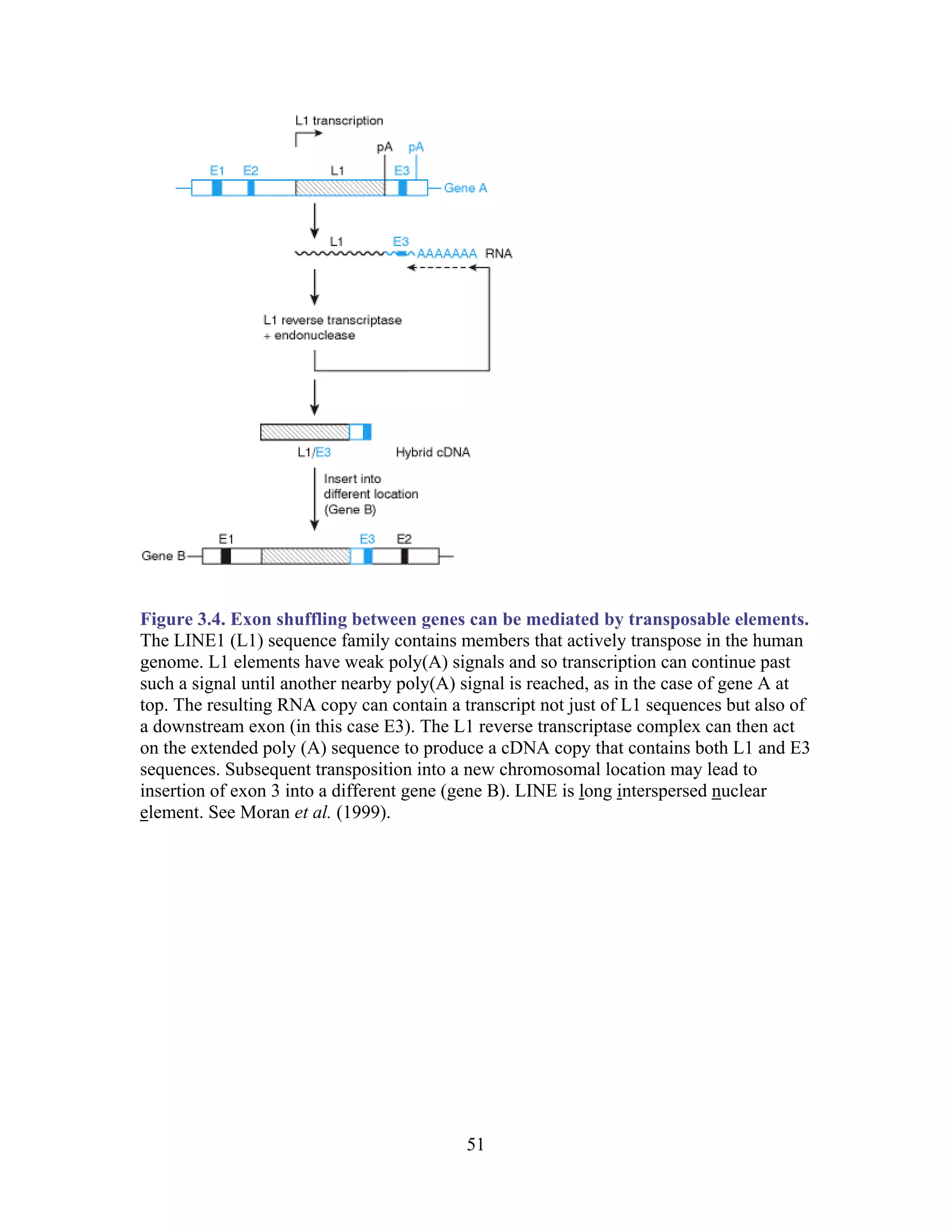 Figure 3.4. Exon shuffling between genes can be mediated by transposable elements.
The LINE1 (L1) sequence family contains members that actively transpose in the human
genome. L1 elements have weak poly(A) signals and so transcription can continue past
such a signal until another nearby poly(A) signal is reached, as in the case of gene A at
top. The resulting RNA copy can contain a transcript not just of L1 sequences but also of
a downstream exon (in this case E3). The L1 reverse transcriptase complex can then act
on the extended poly (A) sequence to produce a cDNA copy that contains both L1 and E3
sequences. Subsequent transposition into a new chromosomal location may lead to
insertion of exon 3 into a different gene (gene B). LINE is long interspersed nuclear
element. See Moran et al. (1999).
51
 