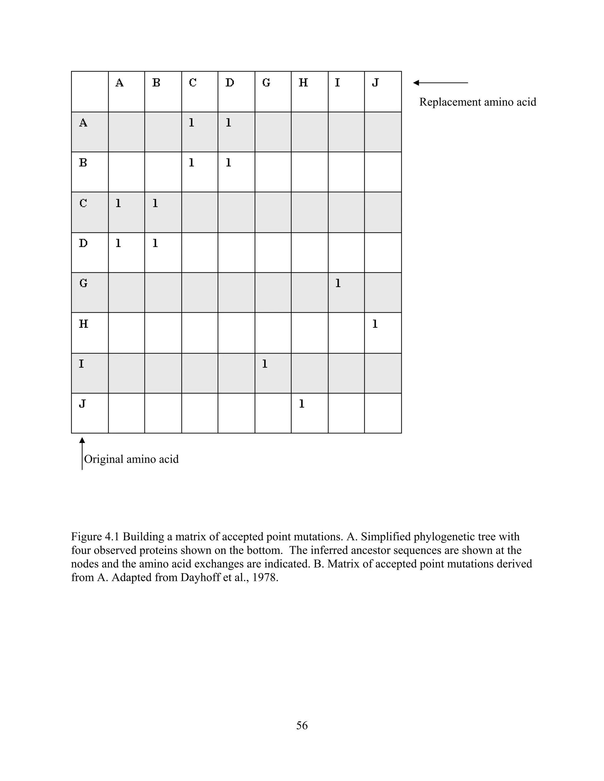 Replacement amino acid
Original amino acid
Figure 4.1 Building a matrix of accepted point mutations. A. Simplified phylogenetic tree with
four observed proteins shown on the bottom. The inferred ancestor sequences are shown at the
nodes and the amino acid exchanges are indicated. B. Matrix of accepted point mutations derived
from A. Adapted from Dayhoff et al., 1978.
56
 
