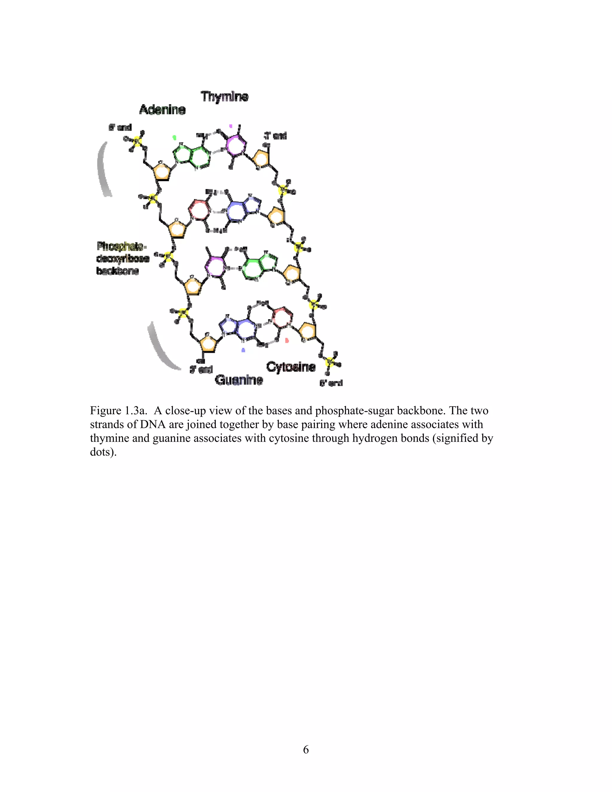 Figure 1.3a. A close-up view of the bases and phosphate-sugar backbone. The two
strands of DNA are joined together by base pairing where adenine associates with
thymine and guanine associates with cytosine through hydrogen bonds (signified by
dots).
6
 