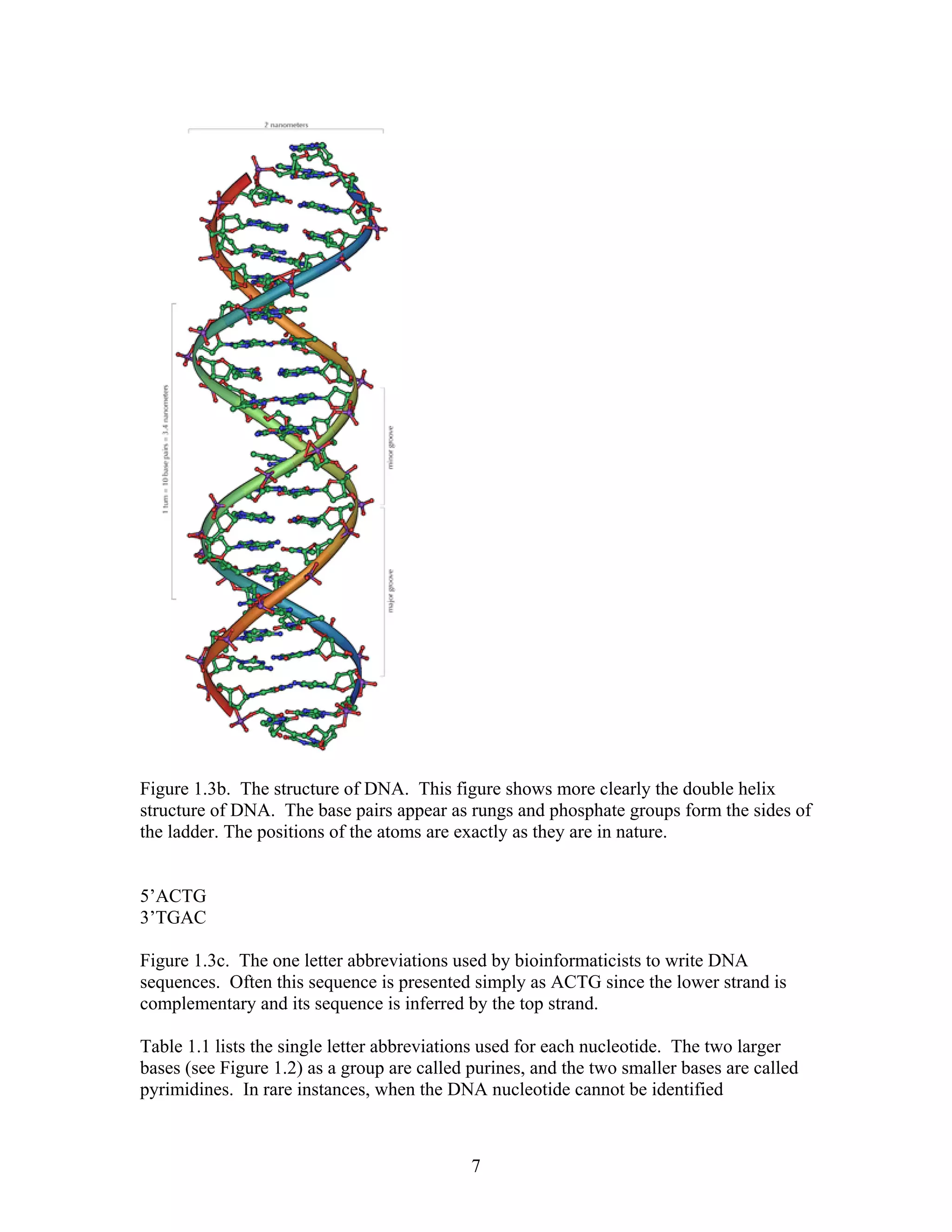 Figure 1.3b. The structure of DNA. This figure shows more clearly the double helix
structure of DNA. The base pairs appear as rungs and phosphate groups form the sides of
the ladder. The positions of the atoms are exactly as they are in nature.
5’ACTG
3’TGAC
Figure 1.3c. The one letter abbreviations used by bioinformaticists to write DNA
sequences. Often this sequence is presented simply as ACTG since the lower strand is
complementary and its sequence is inferred by the top strand.
Table 1.1 lists the single letter abbreviations used for each nucleotide. The two larger
bases (see Figure 1.2) as a group are called purines, and the two smaller bases are called
pyrimidines. In rare instances, when the DNA nucleotide cannot be identified
7
 