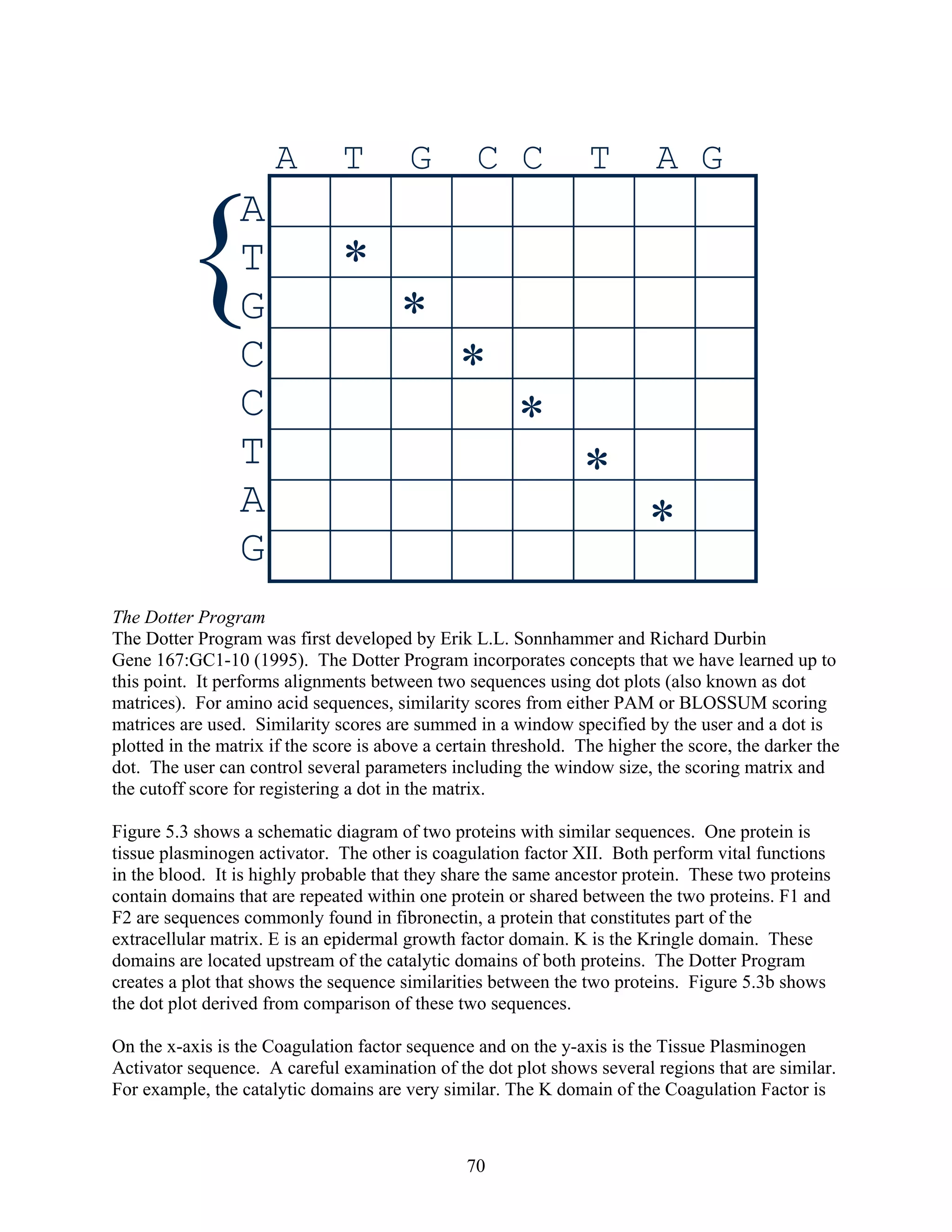 {
A T G C C T A G
A
T
G
C
C
T
A
G
*
*
*
*
*
*
The Dotter Program
The Dotter Program was first developed by Erik L.L. Sonnhammer and Richard Durbin
Gene 167:GC1-10 (1995). The Dotter Program incorporates concepts that we have learned up to
this point. It performs alignments between two sequences using dot plots (also known as dot
matrices). For amino acid sequences, similarity scores from either PAM or BLOSSUM scoring
matrices are used. Similarity scores are summed in a window specified by the user and a dot is
plotted in the matrix if the score is above a certain threshold. The higher the score, the darker the
dot. The user can control several parameters including the window size, the scoring matrix and
the cutoff score for registering a dot in the matrix.
Figure 5.3 shows a schematic diagram of two proteins with similar sequences. One protein is
tissue plasminogen activator. The other is coagulation factor XII. Both perform vital functions
in the blood. It is highly probable that they share the same ancestor protein. These two proteins
contain domains that are repeated within one protein or shared between the two proteins. F1 and
F2 are sequences commonly found in fibronectin, a protein that constitutes part of the
extracellular matrix. E is an epidermal growth factor domain. K is the Kringle domain. These
domains are located upstream of the catalytic domains of both proteins. The Dotter Program
creates a plot that shows the sequence similarities between the two proteins. Figure 5.3b shows
the dot plot derived from comparison of these two sequences.
On the x-axis is the Coagulation factor sequence and on the y-axis is the Tissue Plasminogen
Activator sequence. A careful examination of the dot plot shows several regions that are similar.
For example, the catalytic domains are very similar. The K domain of the Coagulation Factor is
70
 