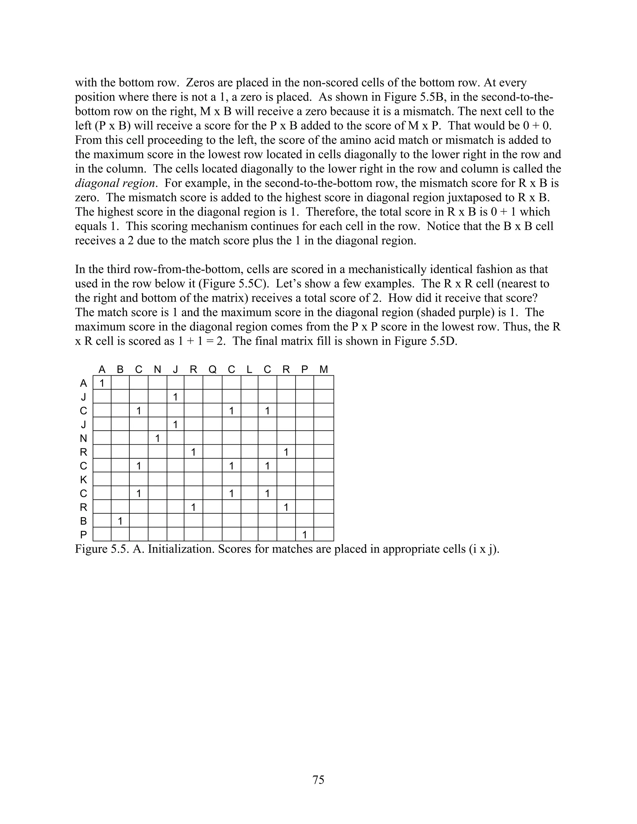 with the bottom row. Zeros are placed in the non-scored cells of the bottom row. At every
position where there is not a 1, a zero is placed. As shown in Figure 5.5B, in the second-to-the-
bottom row on the right, M x B will receive a zero because it is a mismatch. The next cell to the
left (P x B) will receive a score for the P x B added to the score of M x P. That would be 0 + 0.
From this cell proceeding to the left, the score of the amino acid match or mismatch is added to
the maximum score in the lowest row located in cells diagonally to the lower right in the row and
in the column. The cells located diagonally to the lower right in the row and column is called the
diagonal region. For example, in the second-to-the-bottom row, the mismatch score for R x B is
zero. The mismatch score is added to the highest score in diagonal region juxtaposed to R x B.
The highest score in the diagonal region is 1. Therefore, the total score in R x B is 0 + 1 which
equals 1. This scoring mechanism continues for each cell in the row. Notice that the B x B cell
receives a 2 due to the match score plus the 1 in the diagonal region.
In the third row-from-the-bottom, cells are scored in a mechanistically identical fashion as that
used in the row below it (Figure 5.5C). Let’s show a few examples. The R x R cell (nearest to
the right and bottom of the matrix) receives a total score of 2. How did it receive that score?
The match score is 1 and the maximum score in the diagonal region (shaded purple) is 1. The
maximum score in the diagonal region comes from the P x P score in the lowest row. Thus, the R
x R cell is scored as 1 + 1 = 2. The final matrix fill is shown in Figure 5.5D.
A B C N J R Q C L C R P M
A 1
J 1
C 1 1 1
J 1
N 1
R 1 1
C 1 1 1
K
C 1 1 1
R 1 1
B 1
P 1
Figure 5.5. A. Initialization. Scores for matches are placed in appropriate cells (i x j).
75
 