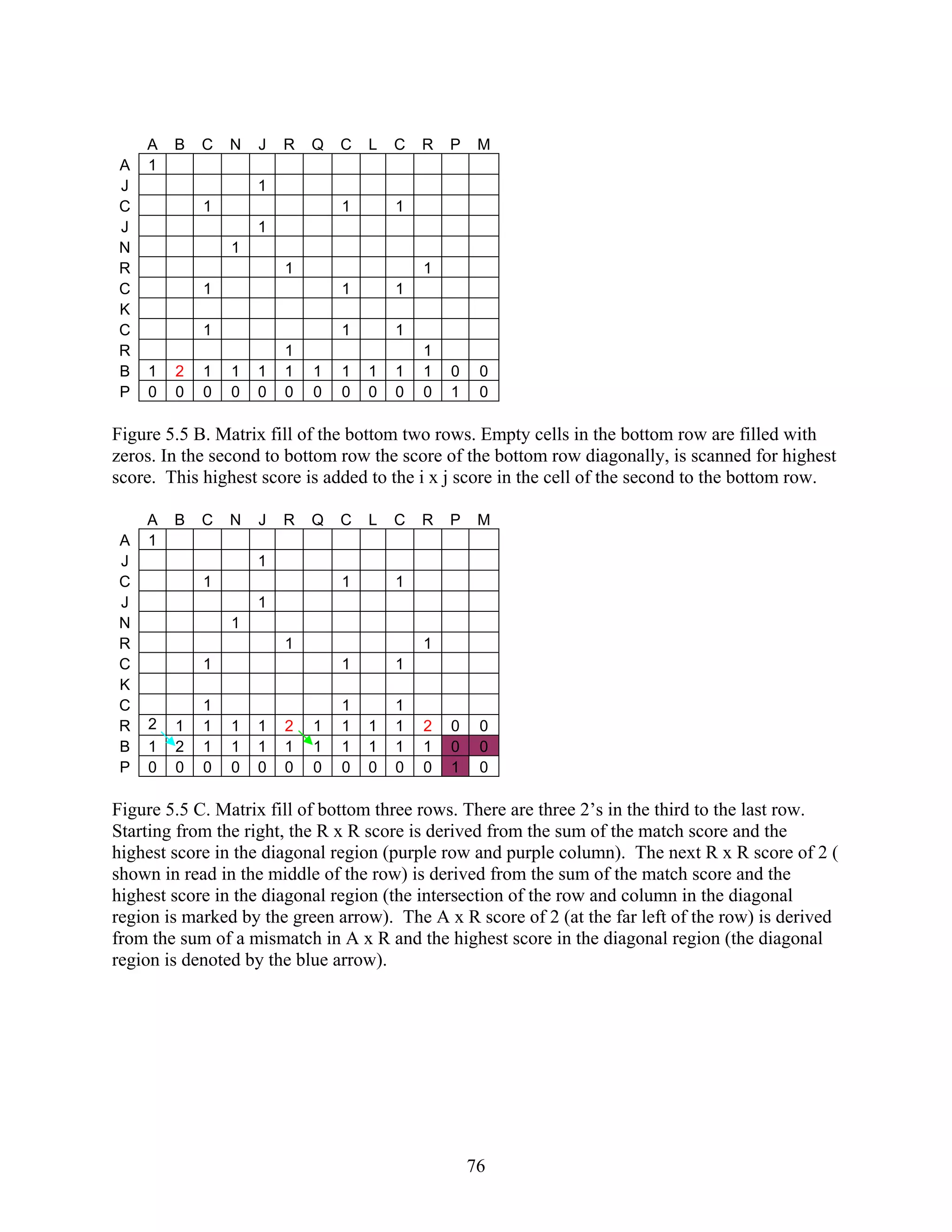 A B C N J R Q C L C R P M
A 1
J 1
C 1 1 1
J 1
N 1
R 1 1
C 1 1 1
K
C 1 1 1
R 1 1
B 1 2 1 1 1 1 1 1 1 1 1 0 0
P 0 0 0 0 0 0 0 0 0 0 0 1 0
Figure 5.5 B. Matrix fill of the bottom two rows. Empty cells in the bottom row are filled with
zeros. In the second to bottom row the score of the bottom row diagonally, is scanned for highest
score. This highest score is added to the i x j score in the cell of the second to the bottom row.
A B C N J R Q C L C R P M
A 1
J 1
C 1 1 1
J 1
N 1
R 1 1
C 1 1 1
K
C 1 1 1
R 2 1 1 1 1 2 1 1 1 1 2 0 0
B 1 2 1 1 1 1 1 1 1 1 1 0 0
P 0 0 0 0 0 0 0 0 0 0 0 1 0
Figure 5.5 C. Matrix fill of bottom three rows. There are three 2’s in the third to the last row.
Starting from the right, the R x R score is derived from the sum of the match score and the
highest score in the diagonal region (purple row and purple column). The next R x R score of 2 (
shown in read in the middle of the row) is derived from the sum of the match score and the
highest score in the diagonal region (the intersection of the row and column in the diagonal
region is marked by the green arrow). The A x R score of 2 (at the far left of the row) is derived
from the sum of a mismatch in A x R and the highest score in the diagonal region (the diagonal
region is denoted by the blue arrow).
76
 