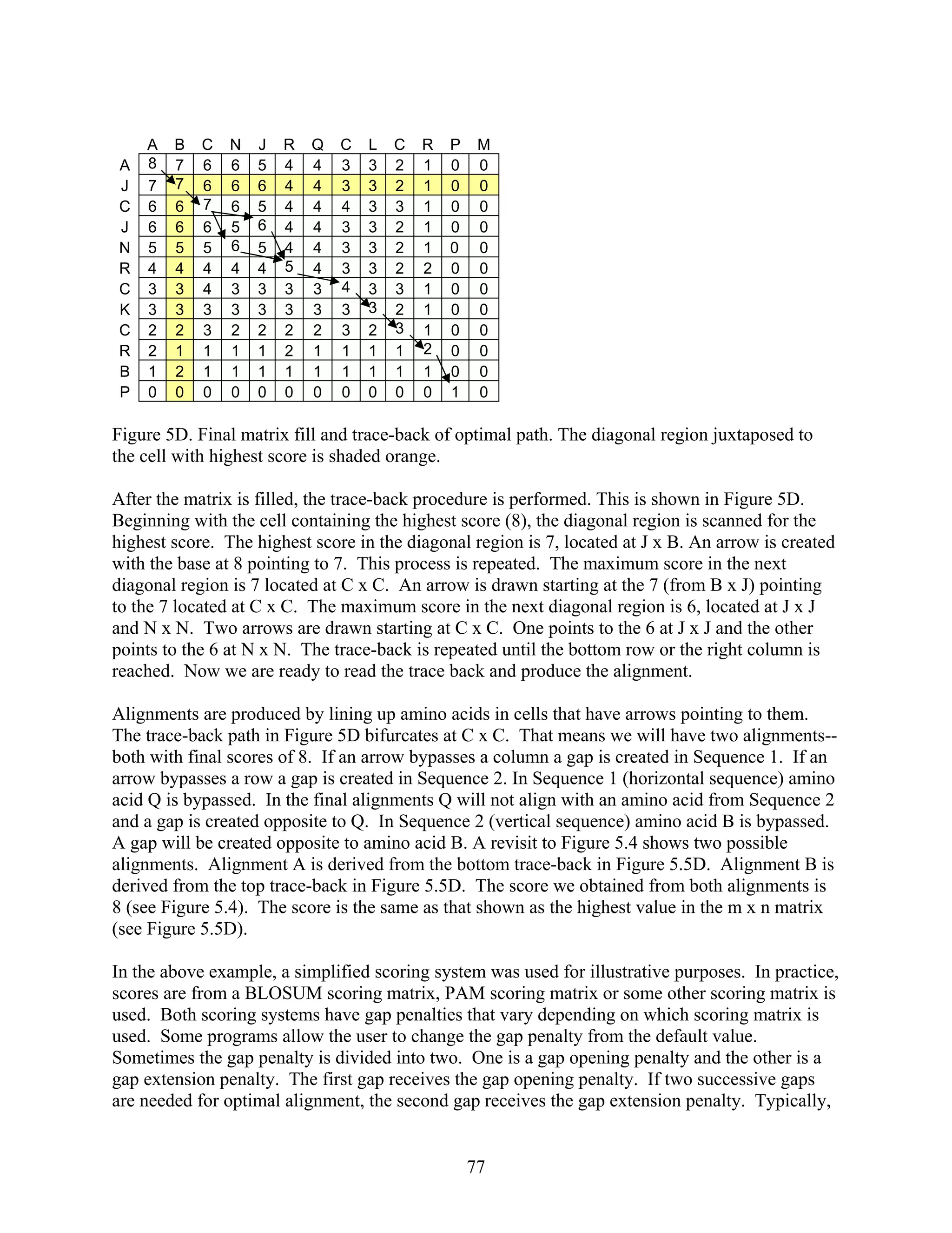 A B C N J R Q C L C R P M
A 8 7 6 6 5 4 4 3 3 2 1 0 0
J 7 7 6 6 6 4 4 3 3 2 1 0 0
C 6 6 7 6 5 4 4 4 3 3 1 0 0
J 6 6 6 5 6 4 4 3 3 2 1 0 0
N 5 5 5 6 5 4 4 3 3 2 1 0 0
R 4 4 4 4 4 5 4 3 3 2 2 0 0
C 3 3 4 3 3 3 3 4 3 3 1 0 0
K 3 3 3 3 3 3 3 3 3 2 1 0 0
C 2 2 3 2 2 2 2 3 2 3 1 0 0
R 2 1 1 1 1 2 1 1 1 1 2 0 0
B 1 2 1 1 1 1 1 1 1 1 1 0 0
P 0 0 0 0 0 0 0 0 0 0 0 1 0
Figure 5D. Final matrix fill and trace-back of optimal path. The diagonal region juxtaposed to
the cell with highest score is shaded orange.
After the matrix is filled, the trace-back procedure is performed. This is shown in Figure 5D.
Beginning with the cell containing the highest score (8), the diagonal region is scanned for the
highest score. The highest score in the diagonal region is 7, located at J x B. An arrow is created
with the base at 8 pointing to 7. This process is repeated. The maximum score in the next
diagonal region is 7 located at C x C. An arrow is drawn starting at the 7 (from B x J) pointing
to the 7 located at C x C. The maximum score in the next diagonal region is 6, located at J x J
and N x N. Two arrows are drawn starting at C x C. One points to the 6 at J x J and the other
points to the 6 at N x N. The trace-back is repeated until the bottom row or the right column is
reached. Now we are ready to read the trace back and produce the alignment.
Alignments are produced by lining up amino acids in cells that have arrows pointing to them.
The trace-back path in Figure 5D bifurcates at C x C. That means we will have two alignments--
both with final scores of 8. If an arrow bypasses a column a gap is created in Sequence 1. If an
arrow bypasses a row a gap is created in Sequence 2. In Sequence 1 (horizontal sequence) amino
acid Q is bypassed. In the final alignments Q will not align with an amino acid from Sequence 2
and a gap is created opposite to Q. In Sequence 2 (vertical sequence) amino acid B is bypassed.
A gap will be created opposite to amino acid B. A revisit to Figure 5.4 shows two possible
alignments. Alignment A is derived from the bottom trace-back in Figure 5.5D. Alignment B is
derived from the top trace-back in Figure 5.5D. The score we obtained from both alignments is
8 (see Figure 5.4). The score is the same as that shown as the highest value in the m x n matrix
(see Figure 5.5D).
In the above example, a simplified scoring system was used for illustrative purposes. In practice,
scores are from a BLOSUM scoring matrix, PAM scoring matrix or some other scoring matrix is
used. Both scoring systems have gap penalties that vary depending on which scoring matrix is
used. Some programs allow the user to change the gap penalty from the default value.
Sometimes the gap penalty is divided into two. One is a gap opening penalty and the other is a
gap extension penalty. The first gap receives the gap opening penalty. If two successive gaps
are needed for optimal alignment, the second gap receives the gap extension penalty. Typically,
77
 