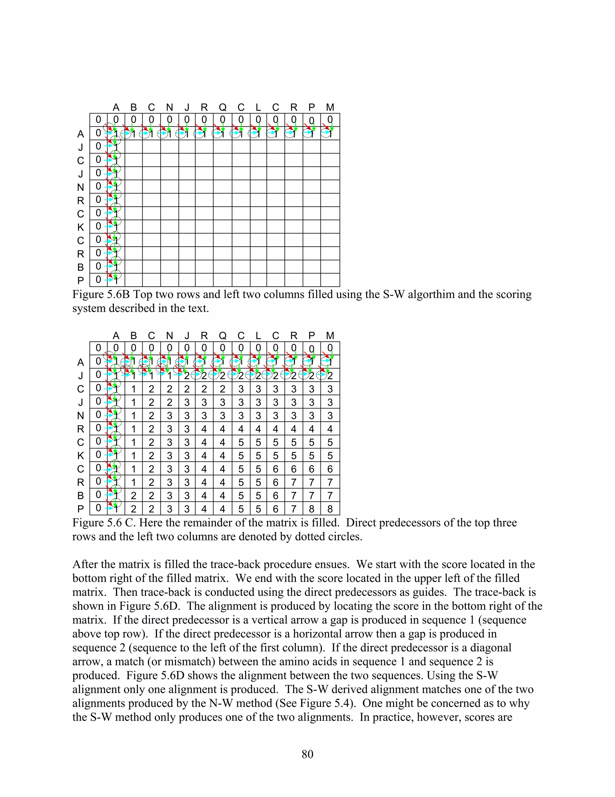 A B C N J R Q C L C R P M
0 0 0 0 0 0 0 0 0 0 0 0 0 0
A 0 1 1 1 1 1 1 1 1 1 1 1 1 1
J 0 1
C 0 1
J 0 1
N 0 1
R 0 1
C 0 1
K 0 1
C 0 1
R 0 1
B 0 1
P 0 1
Figure 5.6B Top two rows and left two columns filled using the S-W algorthim and the scoring
system described in the text.
A B C N J R Q C L C R P M
0 0 0 0 0 0 0 0 0 0 0 0 0 0
A 0 1 1 1 1 1 1 1 1 1 1 1 1 1
J 0 1 1 1 1 2 2 2 2 2 2 2 2 2
C 0 1 1 2 2 2 2 2 3 3 3 3 3 3
J 0 1 1 2 2 3 3 3 3 3 3 3 3 3
N 0 1 1 2 3 3 3 3 3 3 3 3 3 3
R 0 1 1 2 3 3 4 4 4 4 4 4 4 4
C 0 1 1 2 3 3 4 4 5 5 5 5 5 5
K 0 1 1 2 3 3 4 4 5 5 5 5 5 5
C 0 1 1 2 3 3 4 4 5 5 6 6 6 6
R 0 1 1 2 3 3 4 4 5 5 6 7 7 7
B 0 1 2 2 3 3 4 4 5 5 6 7 7 7
P 0 1 2 2 3 3 4 4 5 5 6 7 8 8
Figure 5.6 C. Here the remainder of the matrix is filled. Direct predecessors of the top three
rows and the left two columns are denoted by dotted circles.
After the matrix is filled the trace-back procedure ensues. We start with the score located in the
bottom right of the filled matrix. We end with the score located in the upper left of the filled
matrix. Then trace-back is conducted using the direct predecessors as guides. The trace-back is
shown in Figure 5.6D. The alignment is produced by locating the score in the bottom right of the
matrix. If the direct predecessor is a vertical arrow a gap is produced in sequence 1 (sequence
above top row). If the direct predecessor is a horizontal arrow then a gap is produced in
sequence 2 (sequence to the left of the first column). If the direct predecessor is a diagonal
arrow, a match (or mismatch) between the amino acids in sequence 1 and sequence 2 is
produced. Figure 5.6D shows the alignment between the two sequences. Using the S-W
alignment only one alignment is produced. The S-W derived alignment matches one of the two
alignments produced by the N-W method (See Figure 5.4). One might be concerned as to why
the S-W method only produces one of the two alignments. In practice, however, scores are
80
 