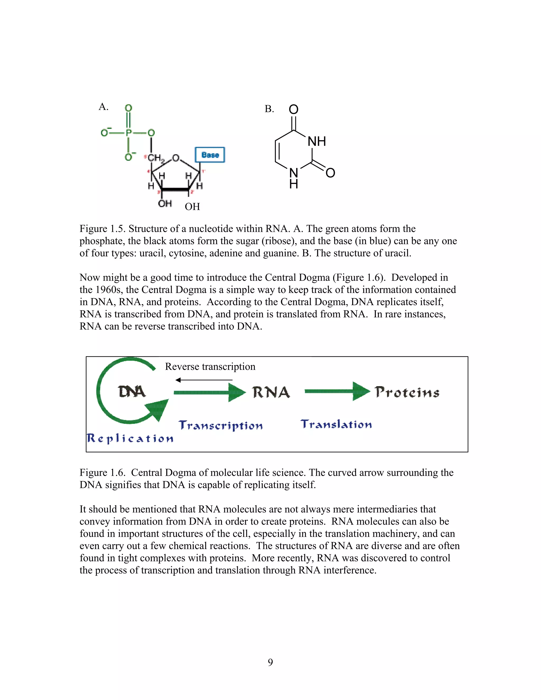 Figure 1.5. Structure of a nucleotide within RNA. A. The green atoms form the
phosphate, the black atoms form the sugar (ribose), and the base (in blue) can be any one
of four types: uracil, cytosine, adenine and guanine. B. The structure of uracil.
Now might be a good time to introduce the Central Dogma (Figure 1.6). Developed in
the 1960s, the Central Dogma is a simple way to keep track of the information contained
in DNA, RNA, and proteins. According to the Central Dogma, DNA replicates itself,
RNA is transcribed from DNA, and protein is translated from RNA. In rare instances,
RNA can be reverse transcribed into DNA.
Figure 1.6. Central Dogma of molecular life science. The curved arrow surrounding the
DNA signifies that DNA is capable of replicating itself.
It should be mentioned that RNA molecules are not always mere intermediaries that
convey information from DNA in order to create proteins. RNA molecules can also be
found in important structures of the cell, especially in the translation machinery, and can
even carry out a few chemical reactions. The structures of RNA are diverse and are often
found in tight complexes with proteins. More recently, RNA was discovered to control
the process of transcription and translation through RNA interference.
Reverse transcription
A. B.
OH
9
 