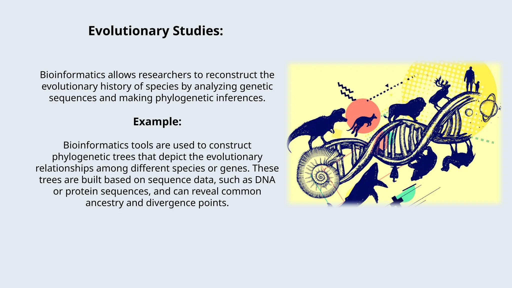 Evolutionary Studies:
Bioinformatics allows researchers to reconstruct the
evolutionary history of species by analyzing genetic
sequences and making phylogenetic inferences.
Example:
Bioinformatics tools are used to construct
phylogenetic trees that depict the evolutionary
relationships among different species or genes. These
trees are built based on sequence data, such as DNA
or protein sequences, and can reveal common
ancestry and divergence points.
 