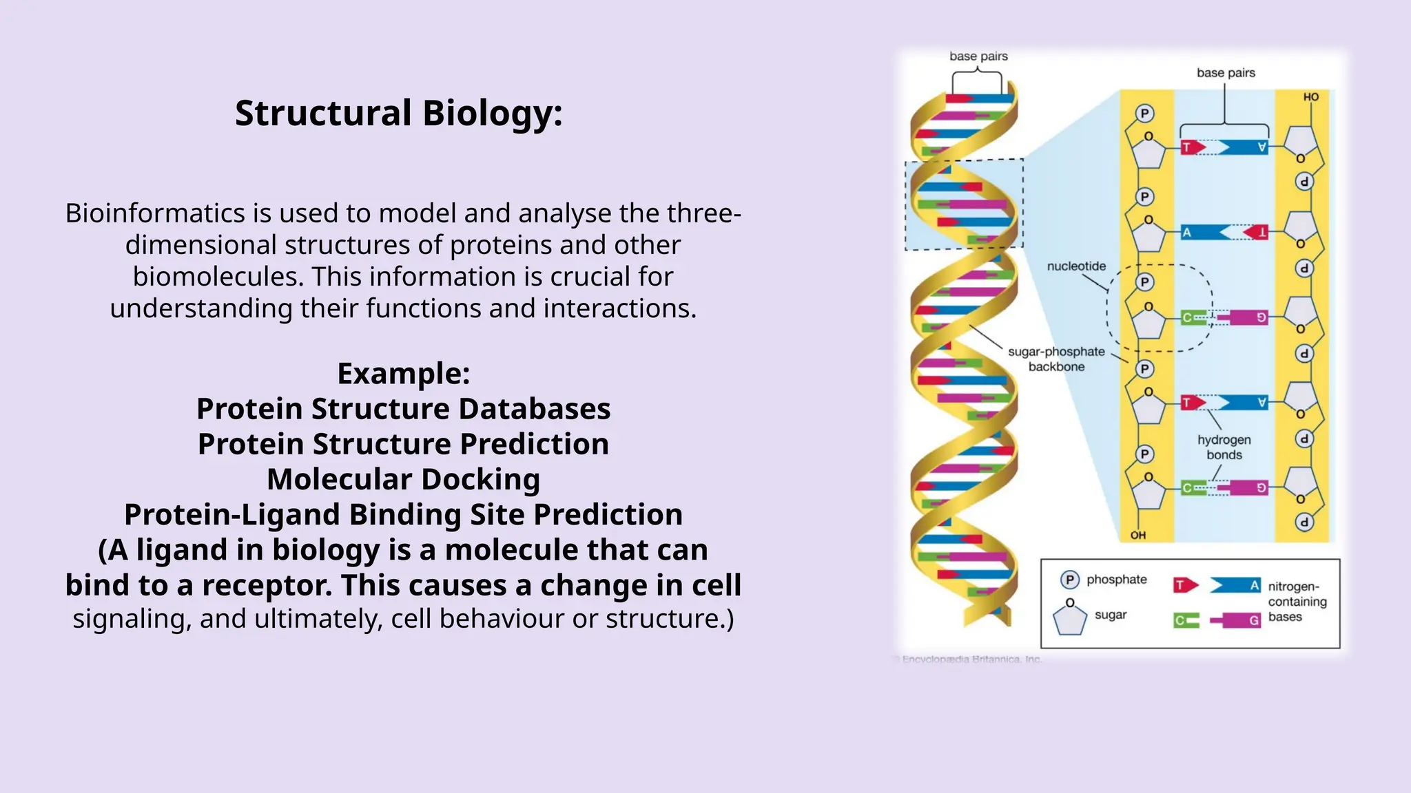 Structural Biology:
Bioinformatics is used to model and analyse the three-
dimensional structures of proteins and other
biomolecules. This information is crucial for
understanding their functions and interactions.
Example:
Protein Structure Databases
Protein Structure Prediction
Molecular Docking
Protein-Ligand Binding Site Prediction
(A ligand in biology is a molecule that can
bind to a receptor. This causes a change in cell
signaling, and ultimately, cell behaviour or structure.)
 