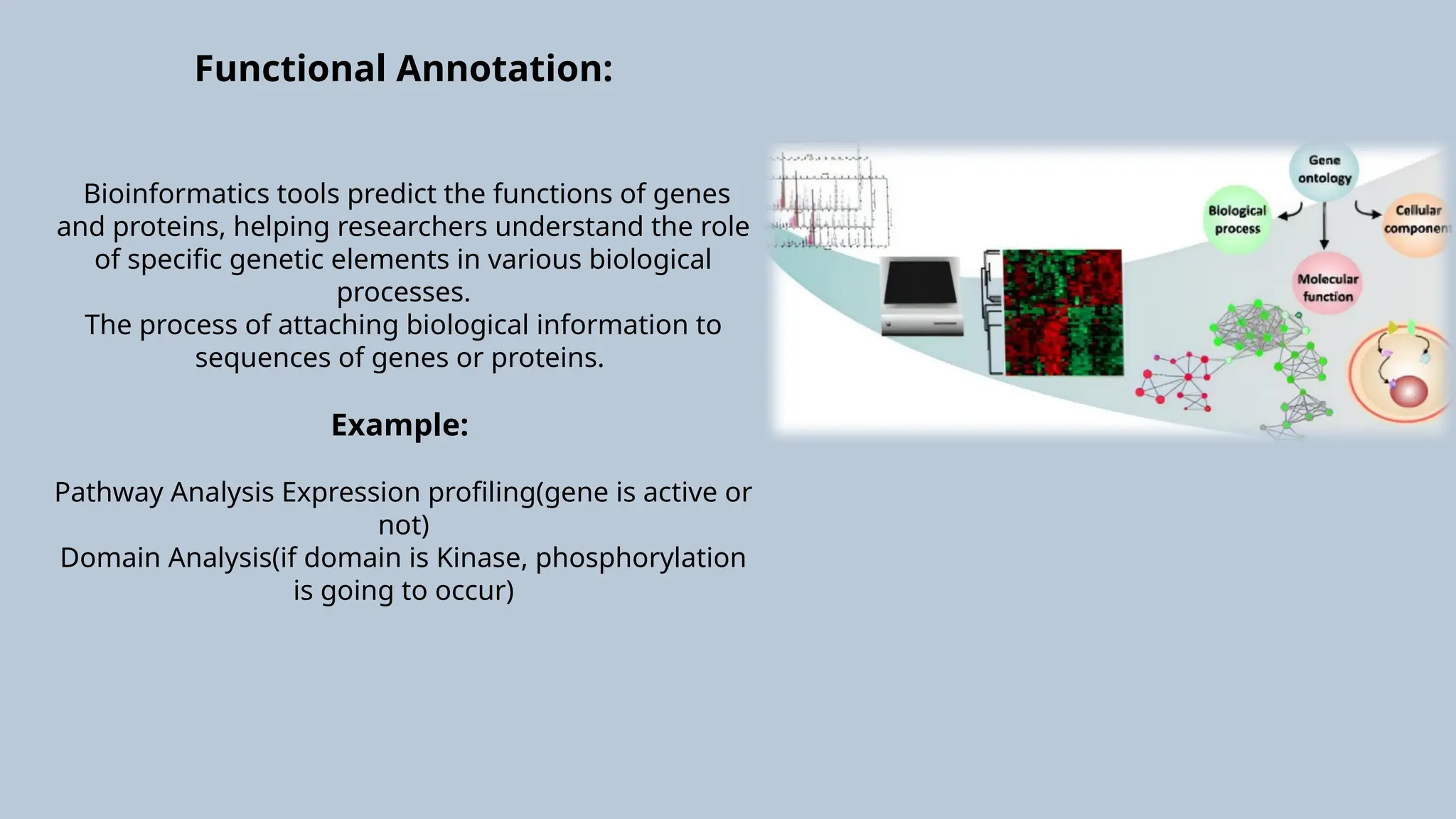 Functional Annotation:
Bioinformatics tools predict the functions of genes
and proteins, helping researchers understand the role
of specific genetic elements in various biological
processes.
The process of attaching biological information to
sequences of genes or proteins.
Example:
Pathway Analysis Expression profiling(gene is active or
not)
Domain Analysis(if domain is Kinase, phosphorylation
is going to occur)
 