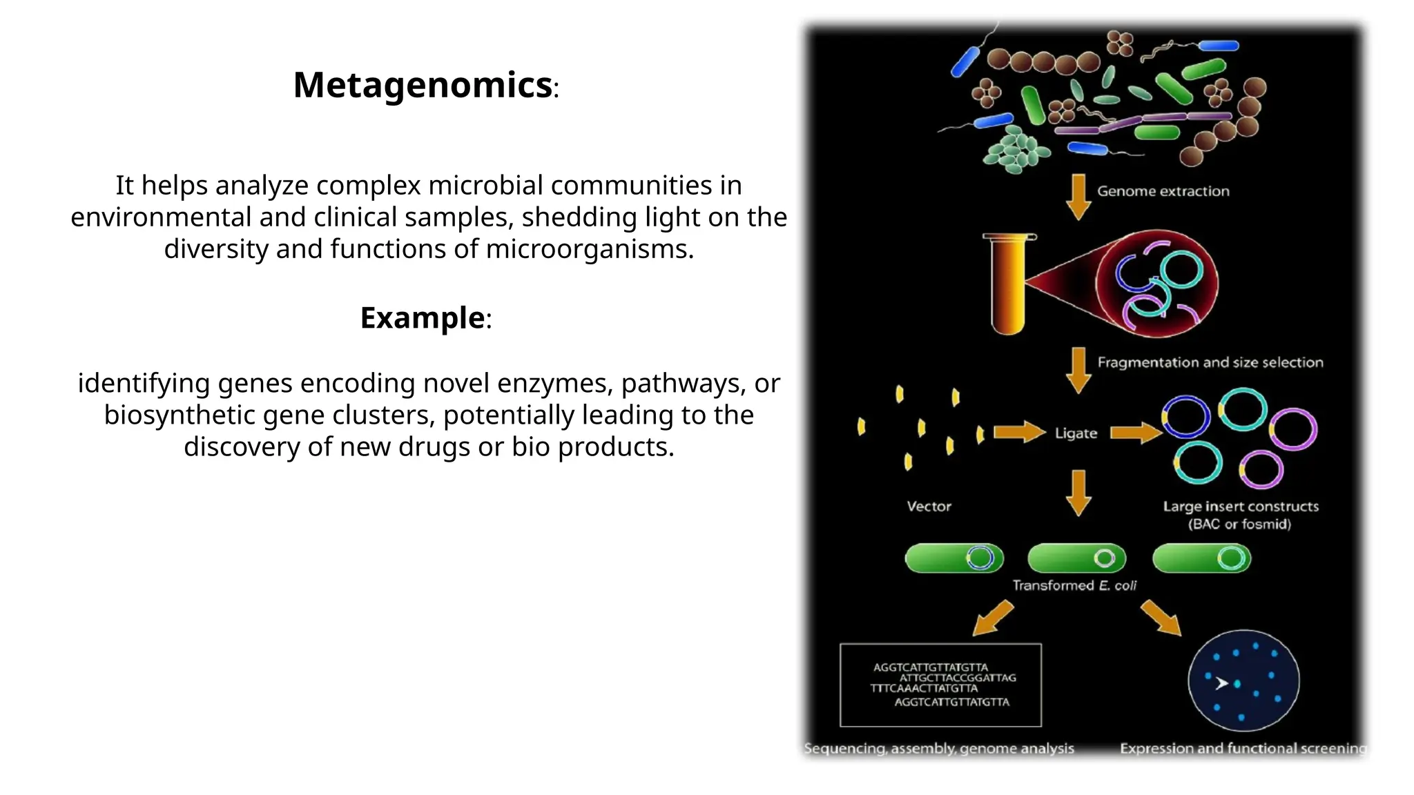 Metagenomics:
It helps analyze complex microbial communities in
environmental and clinical samples, shedding light on the
diversity and functions of microorganisms.
Example:
identifying genes encoding novel enzymes, pathways, or
biosynthetic gene clusters, potentially leading to the
discovery of new drugs or bio products.
 