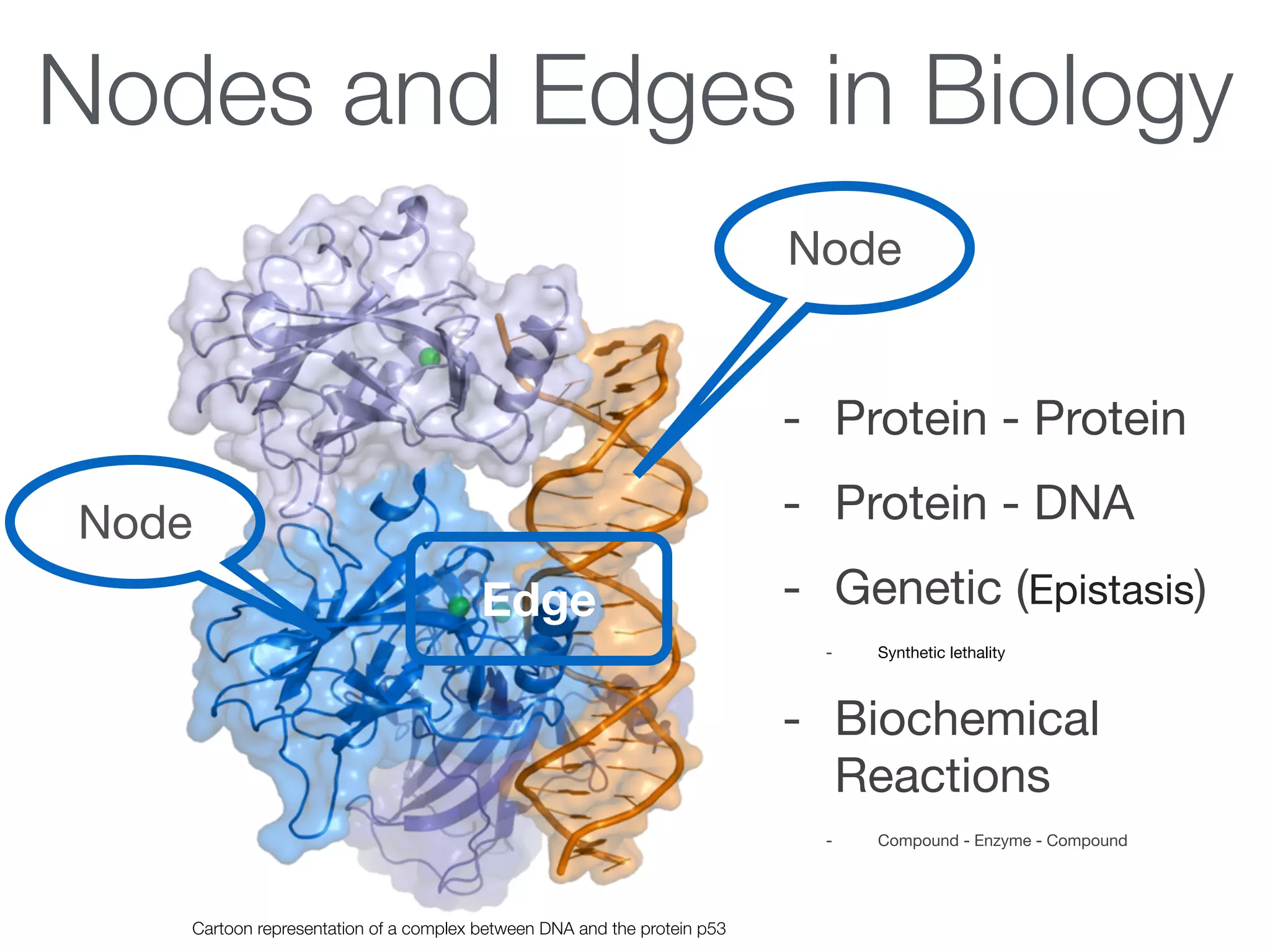 Nodes and Edges in Biology
- Protein - Protein

- Protein - DNA

- Genetic (Epistasis)

- Synthetic lethality

- Biochemical
Reactions

- Compound - Enzyme - Compound
Cartoon representation of a complex between DNA and the protein p53
Node
Node
Edge
 