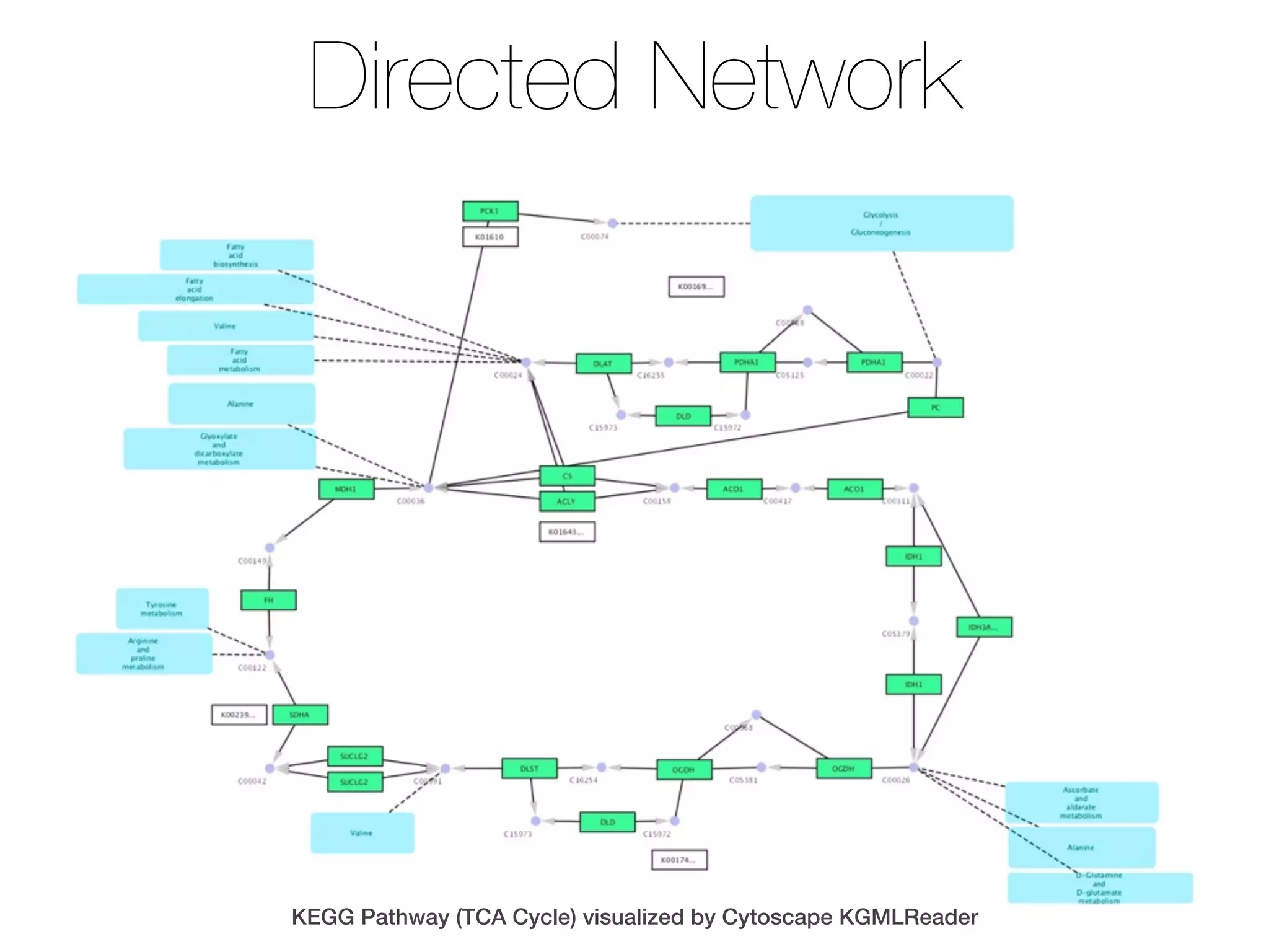 Directed Network
KEGG Pathway (TCA Cycle) visualized by Cytoscape KGMLReader
 