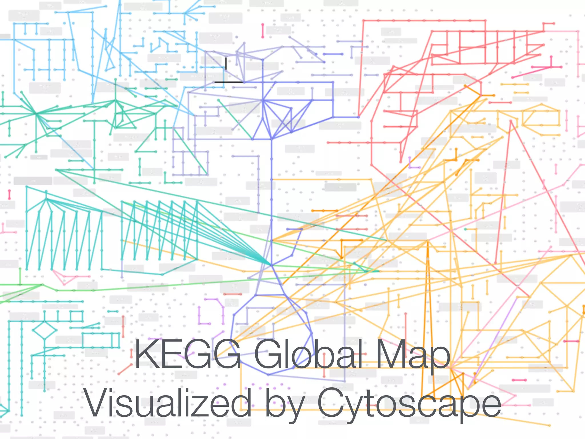KEGG Global Map
Visualized by Cytoscape
 