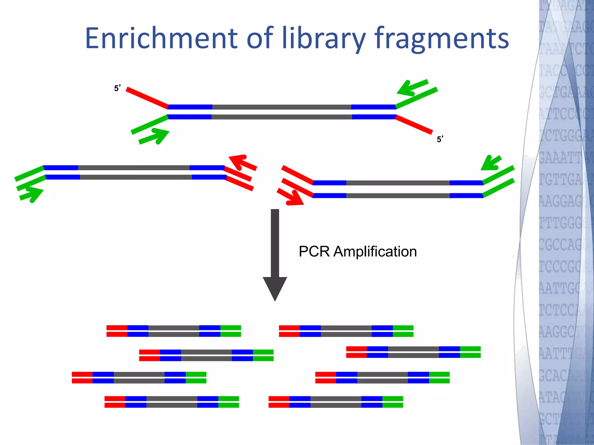 Enrichment of library fragments 
5’ 
5’ 
PCR Amplification 
 