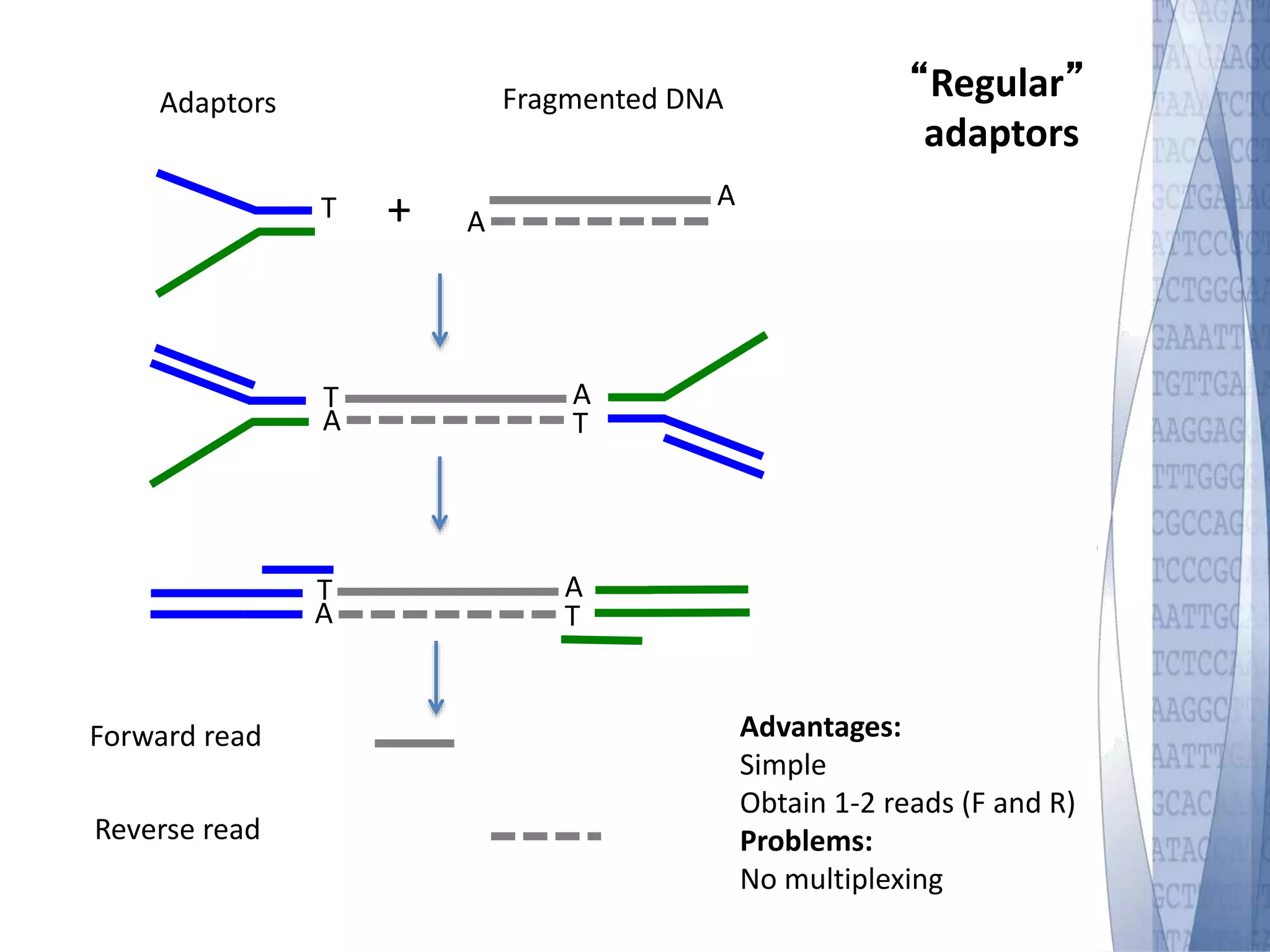 T A 
Fragmented DNA 
A 
+ 
Adaptors 
“Regular” 
adaptors 
Advantages: 
Simple 
Obtain 1-2 reads (F and R) 
Problems: 
No multiplexing 
TA 
AT 
Forward read 
Reverse read 
TA 
AT 
 