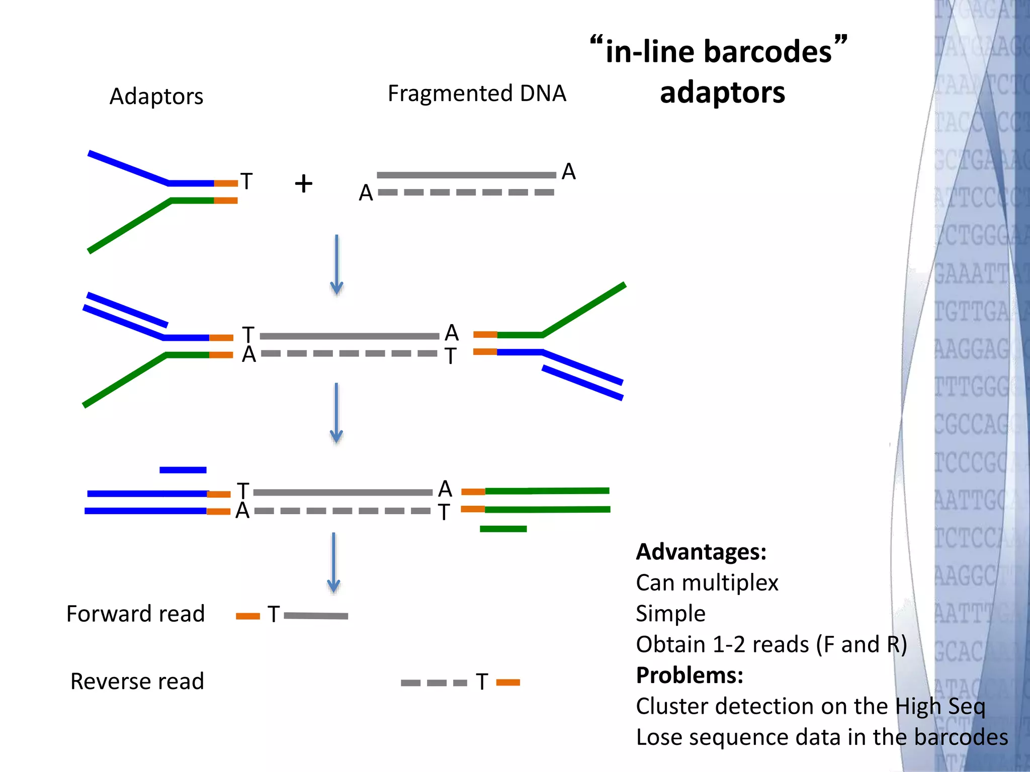 T A 
Fragmented DNA 
A 
+ 
Adaptors 
“in-line barcodes” 
adaptors 
Advantages: 
Can multiplex 
Simple 
Obtain 1-2 reads (F and R) 
Problems: 
Cluster detection on the High Seq 
Lose sequence data in the barcodes 
AT 
AT TA 
TA 
Forward read T 
Reverse read T 
 