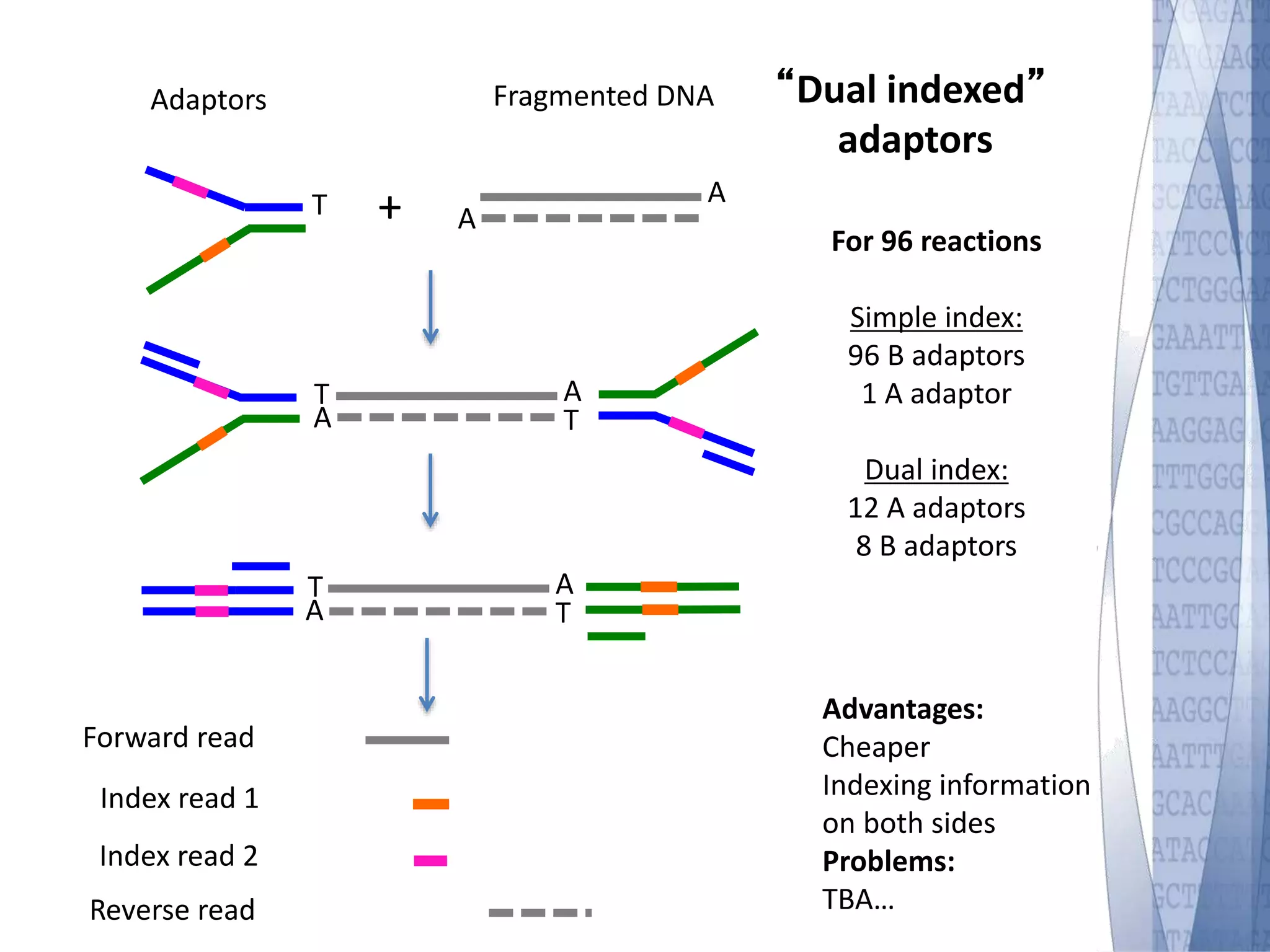 Adaptors “Dual indexed” 
T A 
Fragmented DNA 
A 
+ 
adaptors 
Advantages: 
Cheaper 
Indexing information 
on both sides 
Problems: 
TBA… 
Forward read 
Index read 1 
Index read 2 
Reverse read 
For 96 reactions 
Simple index: 
96 B adaptors 
1 A adaptor 
Dual index: 
12 A adaptors 
8 B adaptors 
TA 
AT 
TA 
AT 
 