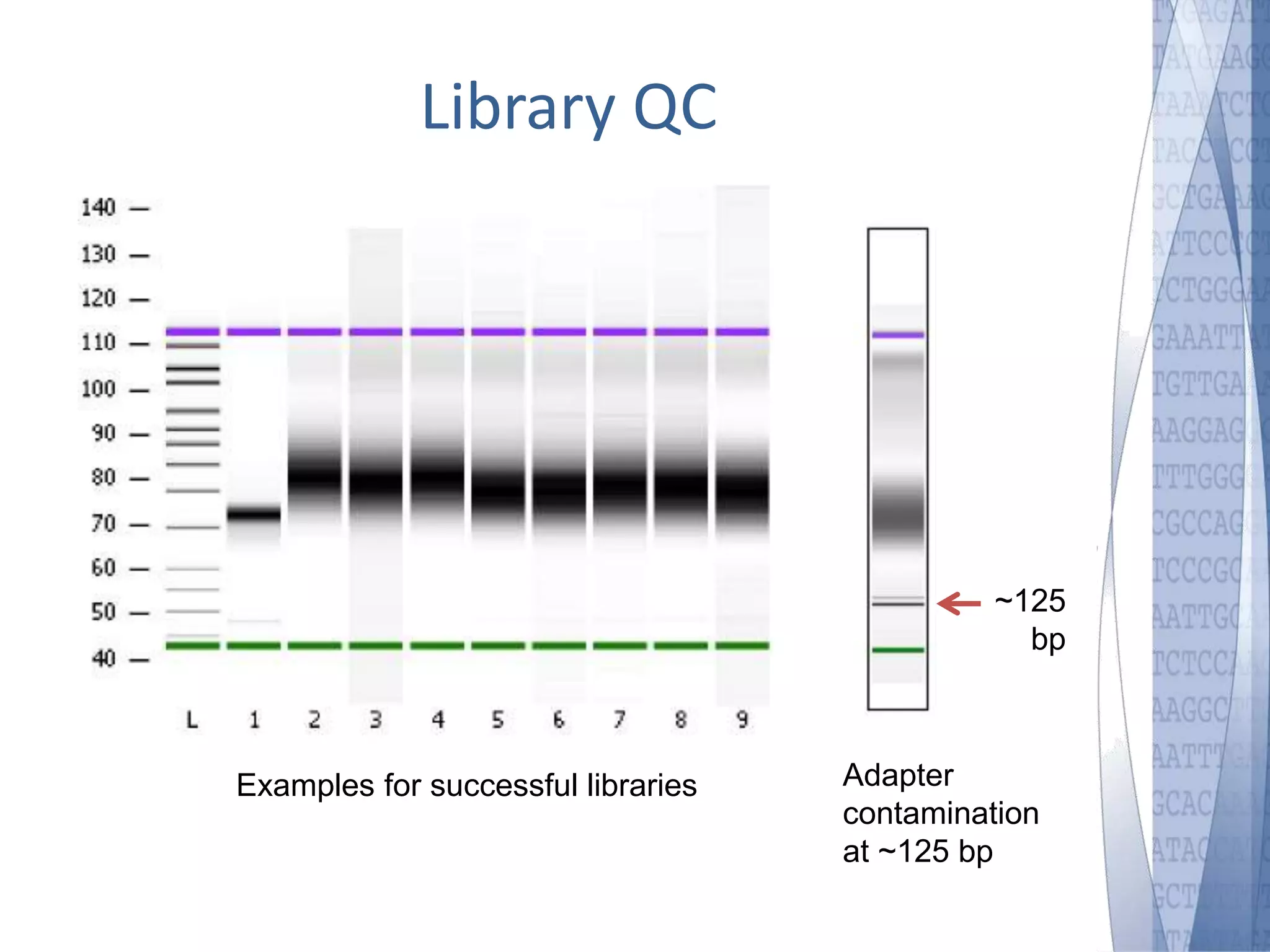 Library QC 
Examples for successful libraries Adapter 
~125 
bp 
contamination 
at ~125 bp 
 