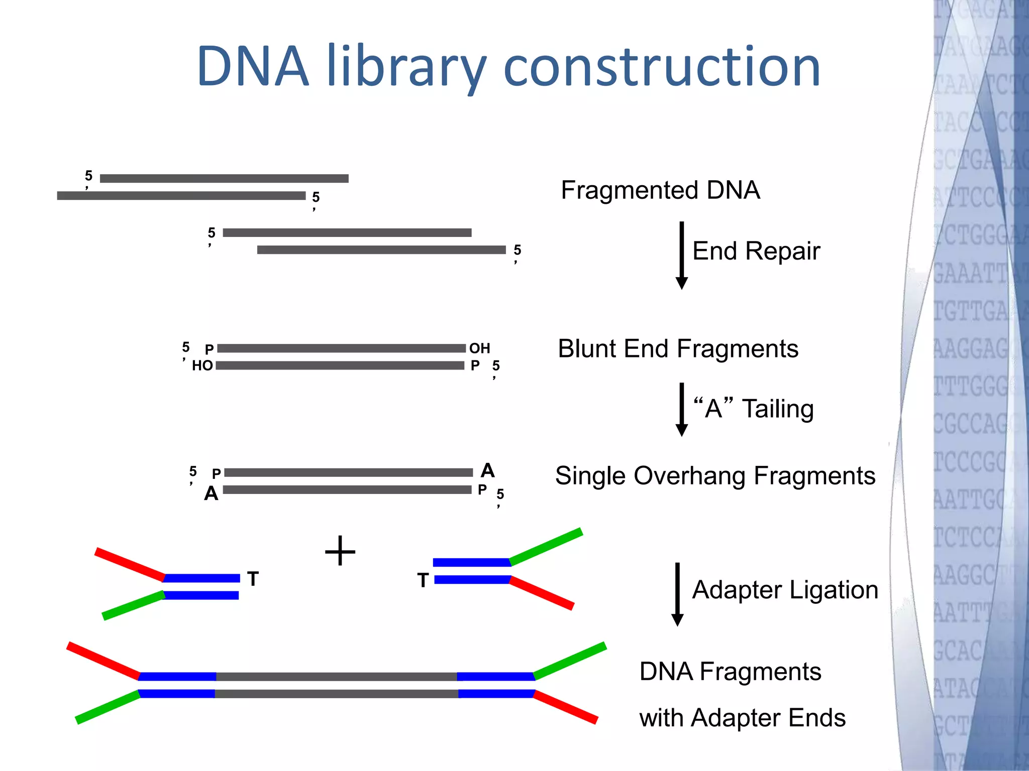 DNA library construction 
5 
’ 
5 
’ 
5 
’ 
5 
’ 
5 
’ 5 
’ 
P 
HO 
OH 
P 
5 
’ 
5 
’ A 
P 
A 
P 
T T 
Fragmented DNA 
End Repair 
Blunt End Fragments 
“A” Tailing 
Single Overhang Fragments 
Adapter Ligation 
DNA Fragments 
with Adapter Ends 
 