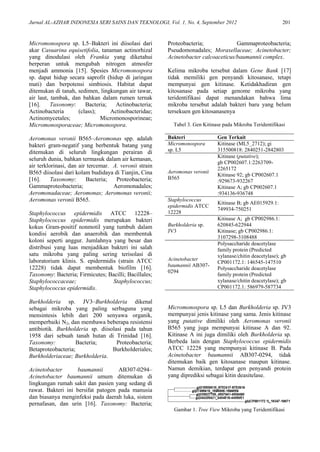 Jurnal AL-AZHAR INDONESIA SERI SAINS DAN TEKNOLOGI, Vol. 1, No. 4, September 2012 201
Micromonospora sp. L5–Bakteri ini diisolasi dari
akar Casuarina equisetifolia, tanaman actinorhizal
yang dinodulasi oleh Frankia yang diketahui
berperan untuk mengubah nitrogen atmosfer
menjadi ammonia [15]. Spesies Micromonospora
sp. dapat hidup secara saprofit (hidup di jaringan
mati) dan berpotensi simbiosis. Habitat dapat
ditemukan di tanah, sedimen, lingkungan air tawar,
air laut, tambak, dan bahkan dalam rumen ternak
[16]. Taxonomy: Bacteria; Actinobacteria;
Actinobacteria (class); Actinobacteridae;
Actinomycetales; Micromonosporineae;
Micromonosporaceae; Micromonospora.
Aeromonas veronii B565–Aeromonas spp. adalah
bakteri gram-negatif yang berbentuk batang yang
ditemukan di seluruh lingkungan perairan di
seluruh dunia, bahkan termasuk dalam air kemasan,
air terklorinasi, dan air tercemar. A. veronii strain
B565 diisolasi dari kolam budidaya di Tianjin, Cina
[16]. Taxonomy: Bacteria; Proteobacteria;
Gammaproteobacteria; Aeromonadales;
Aeromonadaceae; Aeromonas; Aeromonas veronii;
Aeromonas veronii B565.
Staphylococcus epidermidis ATCC 12228–
Staphylococcus epidermidis merupakan bakteri
kokus Gram-positif nonmotil yang tumbuh dalam
kondisi aerobik dan anaerobik dan membentuk
koloni seperti anggur. Jumlahnya yang besar dan
distribusi yang luas menjadikan bakteri ini salah
satu mikroba yang paling sering terisolasi di
laboratorium klinis. S. epidermidis (strain ATCC
12228) tidak dapat membentuk biofilm [16].
Taxonomy: Bacteria; Firmicutes; Bacilli; Bacillales;
Staphylococcaceae; Staphylococcus;
Staphylococcus epidermidis.
Burkholderia sp. JV3–Burkholderia dikenal
sebagai mikroba yang paling serbaguna yang
mensintesis lebih dari 200 senyawa organik,
memperbaiki N2, dan membawa beberapa resistensi
antibiotik. Burkholderia sp. diisolasi pada tahun
1958 dari sebuah tanah hutan di Trinidad [16].
Taxonomy: Bacteria; Proteobacteria;
Betaproteobacteria; Burkholderiales;
Burkholderiaceae; Burkholderia.
Acinetobacter baumannii AB307-0294–
Acinetobacter baumannii umum ditemukan di
lingkungan rumah sakit dan pasien yang sedang di
rawat. Bakteri ini bersifat patogen pada manusia
dan biasanya menginfeksi pada daerah luka, sistem
pernafasan, dan urin [16]. Taxonomy: Bacteria;
Proteobacteria; Gammaproteobacteria;
Pseudomonadales; Moraxellaceae; Acinetobacter;
Acinetobacter calcoaceticus/baumannii complex.
Kelima mikroba tersebut dalam Gene Bank [17]
tidak memiliki gen penyandi kitosanase, tetapi
mempunyai gen kitinase. Ketidakhadiran gen
kitosanase pada setiap genome mikroba yang
teridentifikasi dapat menandakan bahwa lima
mikroba tersebut adalah bakteri baru yang belum
tersekuen gen kitosanasenya
Tabel 3. Gen Kitinase pada Mikroba Teridentifikasi
Bakteri Gen Terkait
Micromonospora
sp. L5
Kitinase (ML5_2712); gi
315500818: 2840251-2842803
Aeromonas veronii
B565
Kitinase (putative);
gb CP002607.1:2263709-
2265172
Kitinase 92; gb CP002607.1
:929673-932267
Kitinase A; gb CP002607.1
:934136-936748
Staphylococcus
epidermidis ATCC
12228
Kitinase B; gb AE015929.1:
749934-750251
Burkholderia sp.
JV3
Kitinase A; gb CP002986.1:
620845-622944
Kitinase; gb CP002986.1:
3107298-3108488
Acinetobacter
baumannii AB307-
0294
Polysaccharide deacetylase
family protein (Predicted
xylanase/chitin deacetylase); gb
CP001172.1: 146545-147510
Polysaccharide deacetylase
family protein (Predicted
xylanase/chitin deacetylase); gb
CP001172.1: 586979-587734
Micromonospora sp. L5 dan Burkholderia sp. JV3
mempunyai jenis kitinase yang sama. Jenis kitinase
yang putative dimiliki oleh Aeromonas veronii
B565 yang juga mempunyai kitinase A dan 92.
Kitinase A ini juga dimiliki oleh Burkholderia sp.
Berbeda lain dengan Staphylococcus epidermidis
ATCC 12228 yang mempunyai kitinase B. Pada
Acinetobacter baumannii AB307-0294, tidak
ditemukan baik gen kitosanase maupun kitinase.
Namun demikian, terdapat gen penyandi protein
yang diprediksi sebagai kitin deasitelase.
Gambar 1. Tree View Mikroba yang Teridentifikasi
 