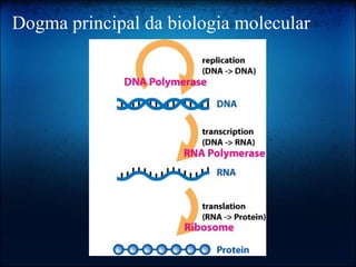 Dogma principal da biologia molecular
 