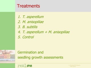 Biopesticide seed treatments for improved growth of maize seedlings