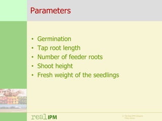 Biopesticide seed treatments for improved growth of maize seedlings