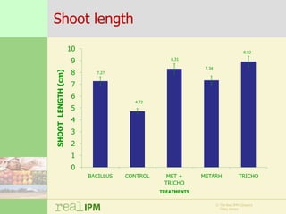 Biopesticide seed treatments for improved growth of maize seedlings
