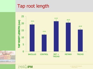 Biopesticide seed treatments for improved growth of maize seedlings