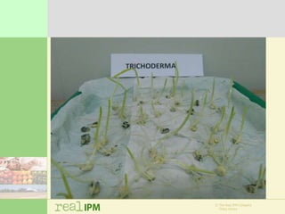 Biopesticide seed treatments for improved growth of maize seedlings