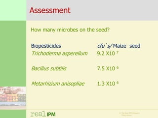 Biopesticide seed treatments for improved growth of maize seedlings