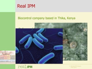 Biopesticide seed treatments for improved growth of maize seedlings