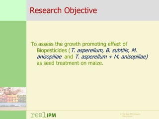 Biopesticide seed treatments for improved growth of maize seedlings