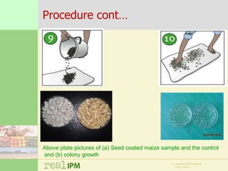 Biopesticide seed treatments for improved growth of maize seedlings