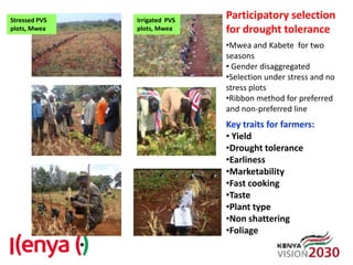 Advances in breeding bean for drought tolerance and canning quality in Kenya