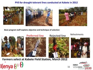 Advances in breeding bean for drought tolerance and canning quality in Kenya