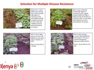 Advances in breeding bean for drought tolerance and canning quality in Kenya