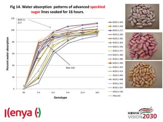 Advances in breeding bean for drought tolerance and canning quality in Kenya