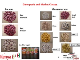 Advances in breeding bean for drought tolerance and canning quality in Kenya