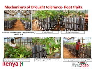 Advances in breeding bean for drought tolerance and canning quality in Kenya