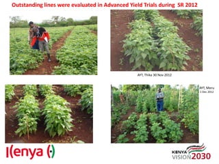 Breeding beans for nutritional quality, drought tolerance and productivity in Kenya