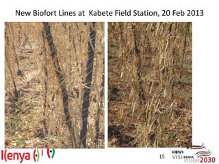 Breeding beans for nutritional quality, drought tolerance and productivity in Kenya