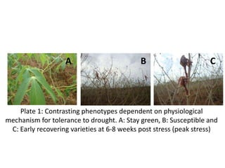 Changes in levels of bio-chemicals and secondary metabolites during peak stress in field cassava