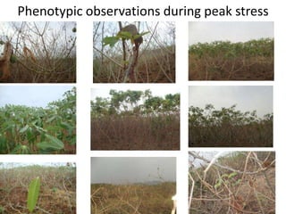 Changes in levels of bio-chemicals and secondary metabolites during peak stress in field cassava